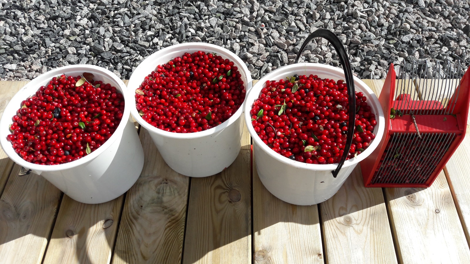 Om hausten er det gode moglegheiter for å plukke bl.a. tyttebær og molter Galleribilde