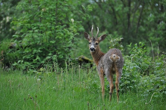 Landlig men kun 3 km fra Stavanger Sentrum Galleribilde