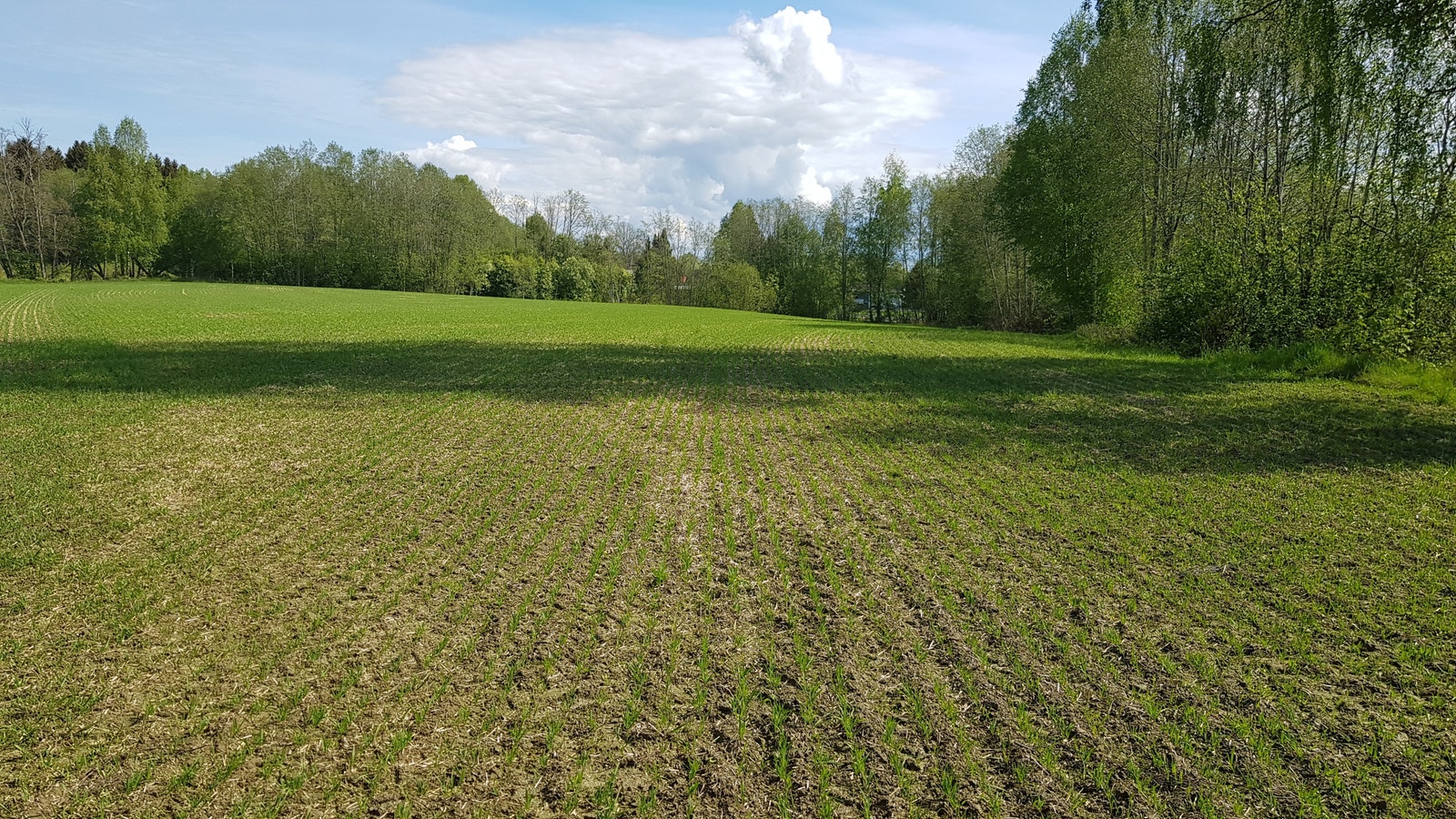 Jordet Galleribilde