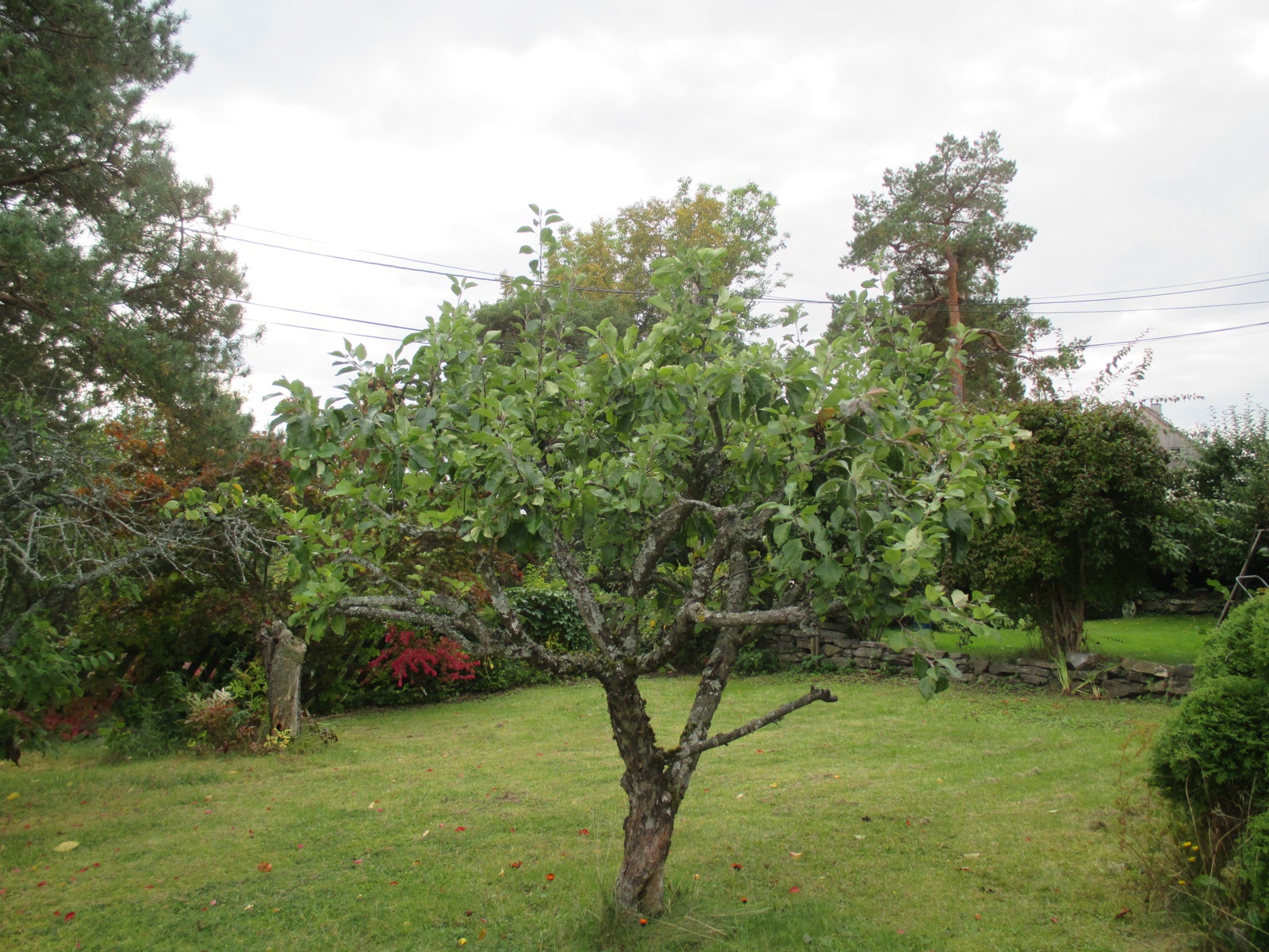 Store gressareal med frukttrær Galleribilde