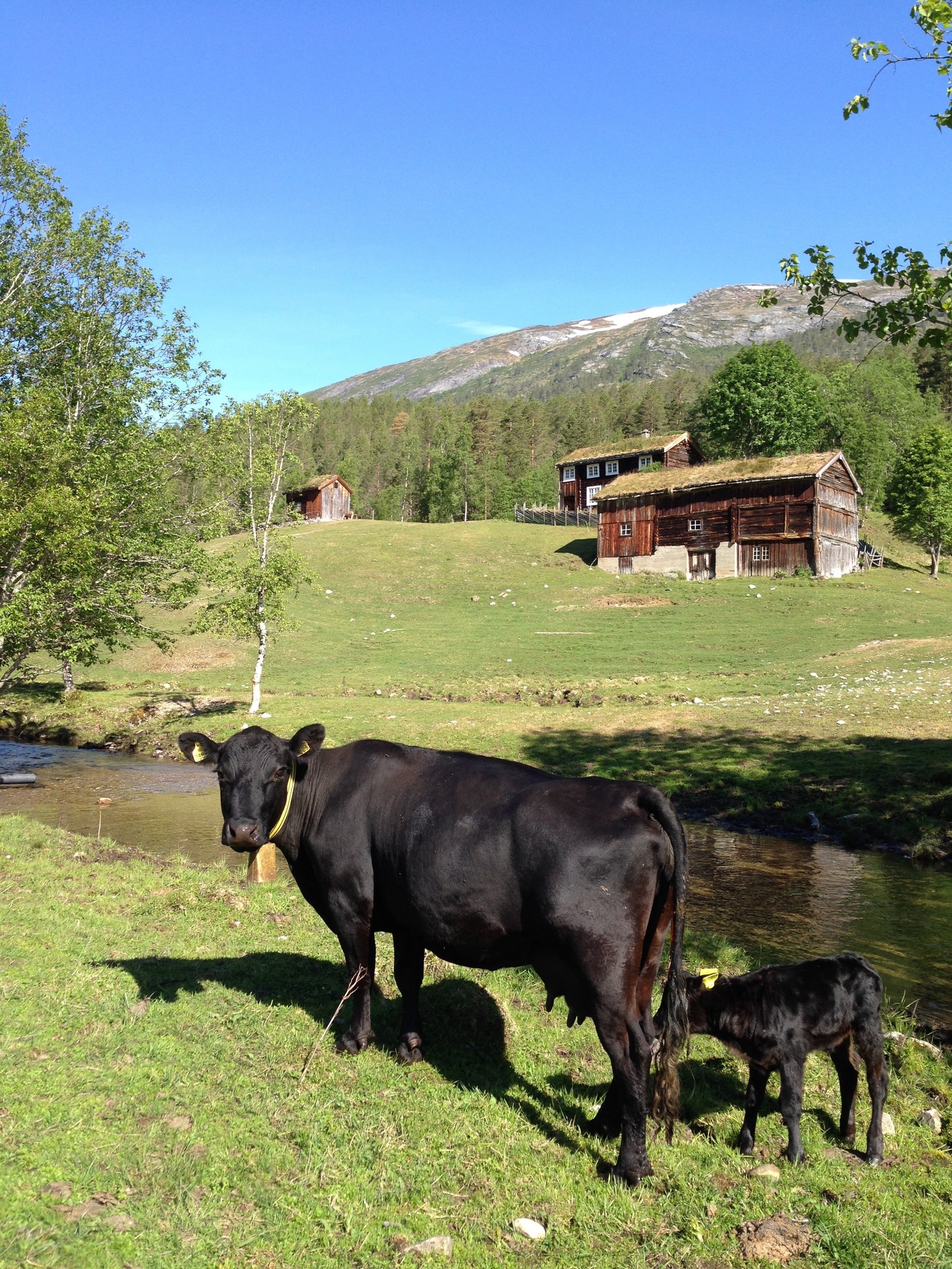 Angus pleier kulturlandskapet rundt Kårvatn Galleribilde
