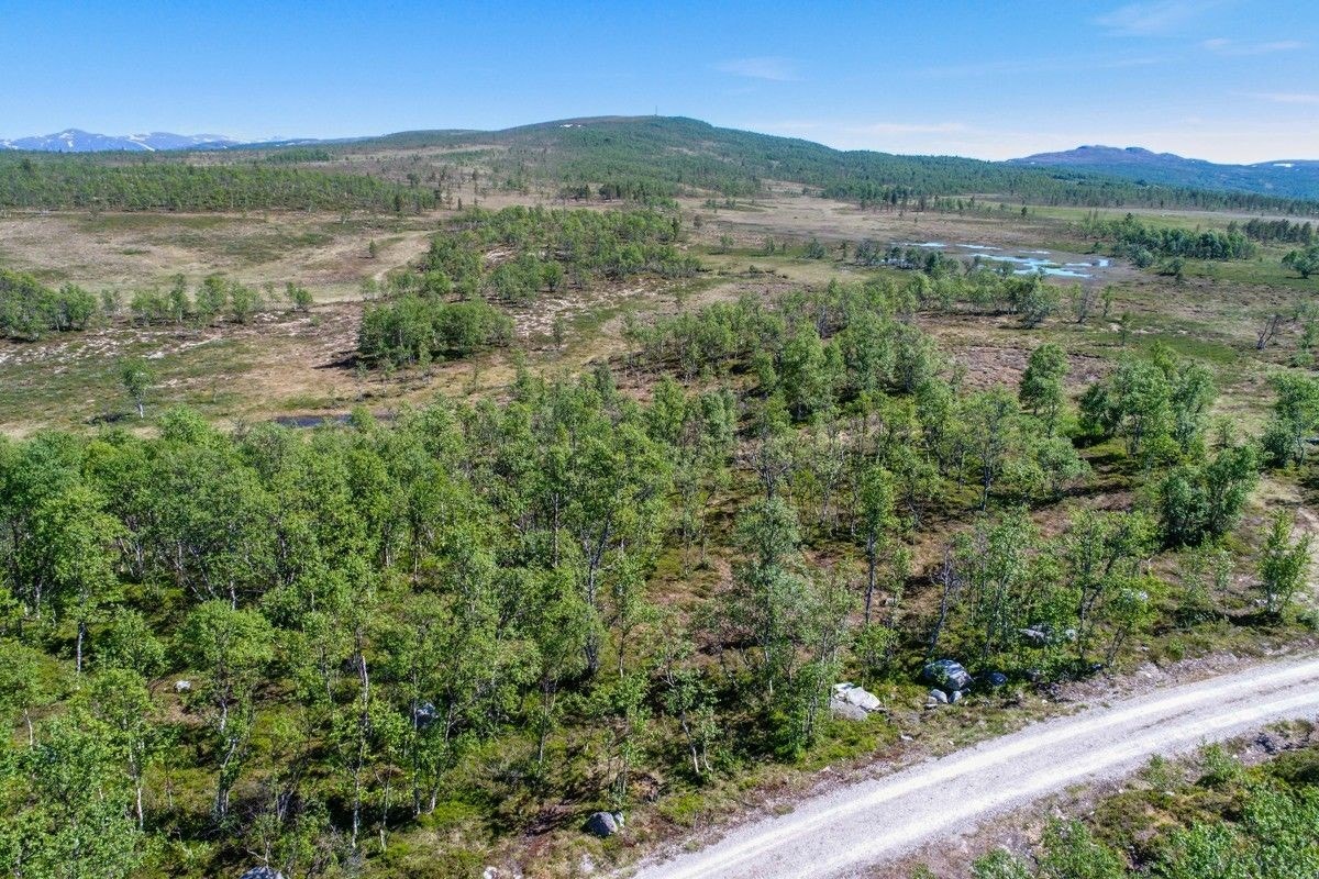 Oversikt fra hytte/tomt. Sommer. Galleribilde