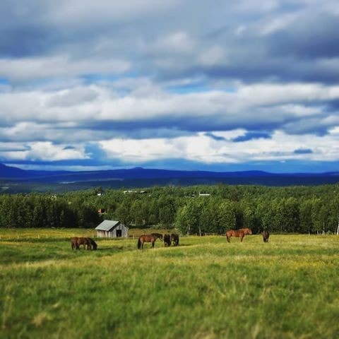 Hester på beite på Vaset Galleribilde