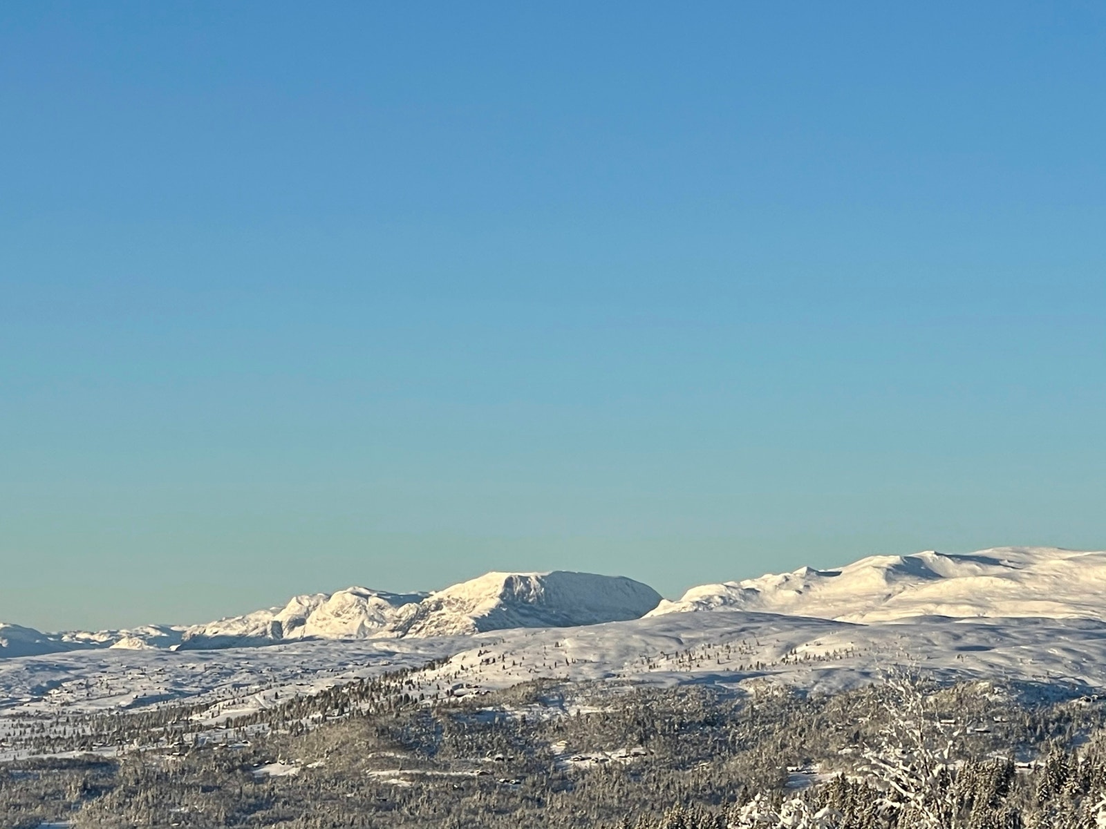 Bilde Grønnsenknippa Galleribilde