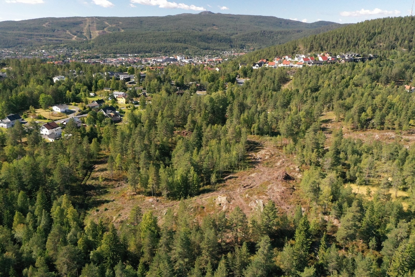A2 feltet etter hugst Galleribilde