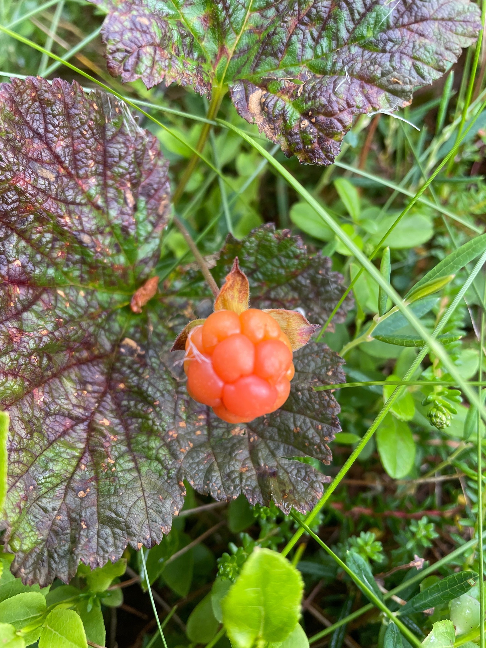 Muligheter for bærplukking Galleribilde