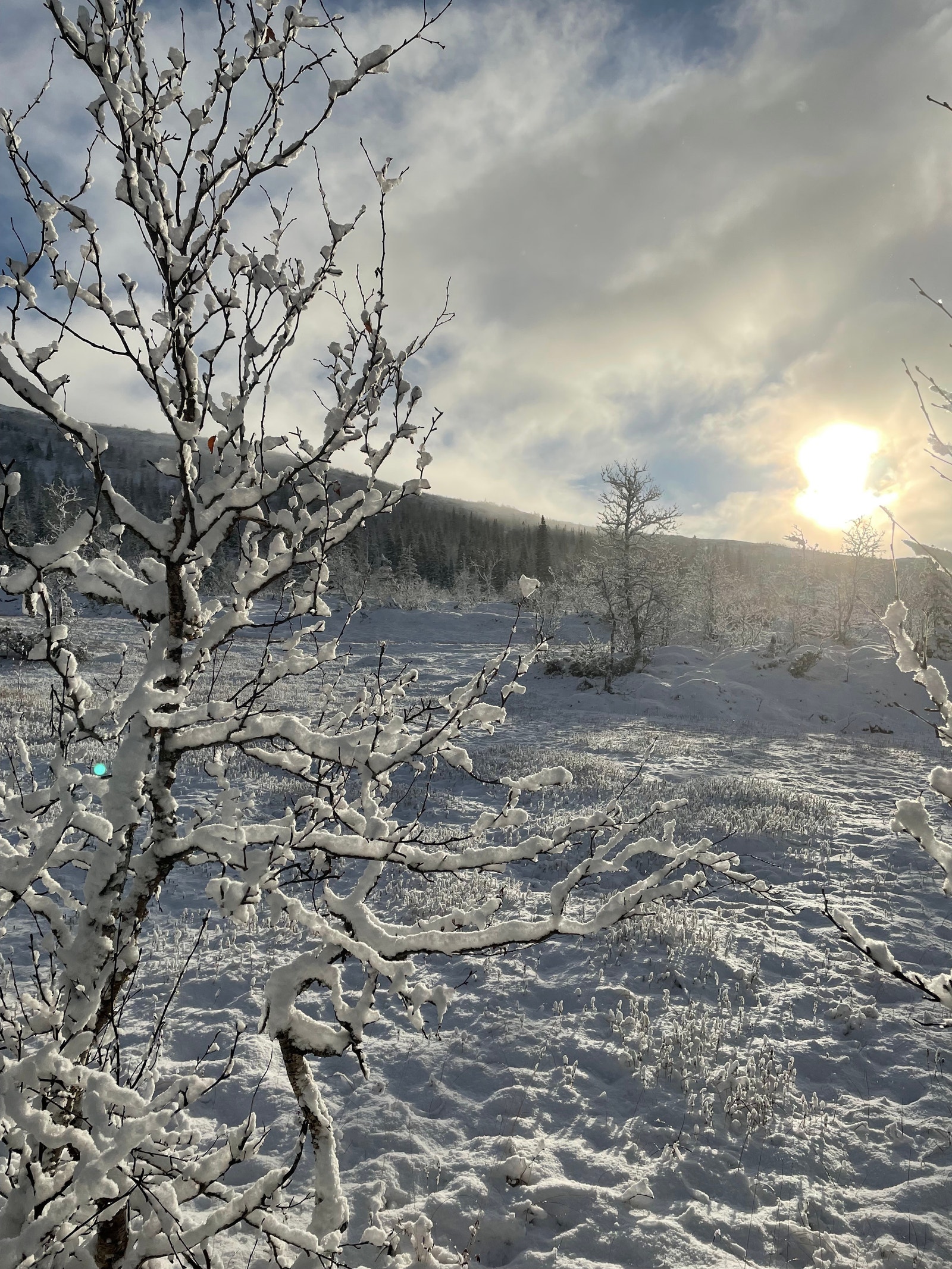 Fra nærområdet Galleribilde