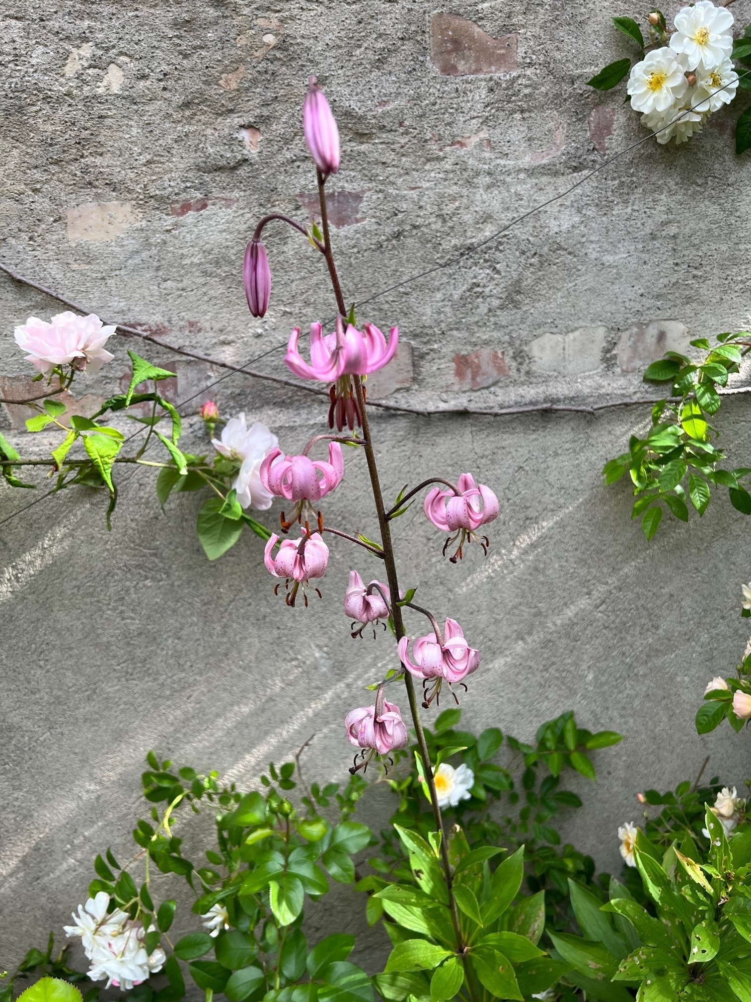 Private bilder fra hagen som har flotte blomsterbed med ulik blomstringstid Galleribilde