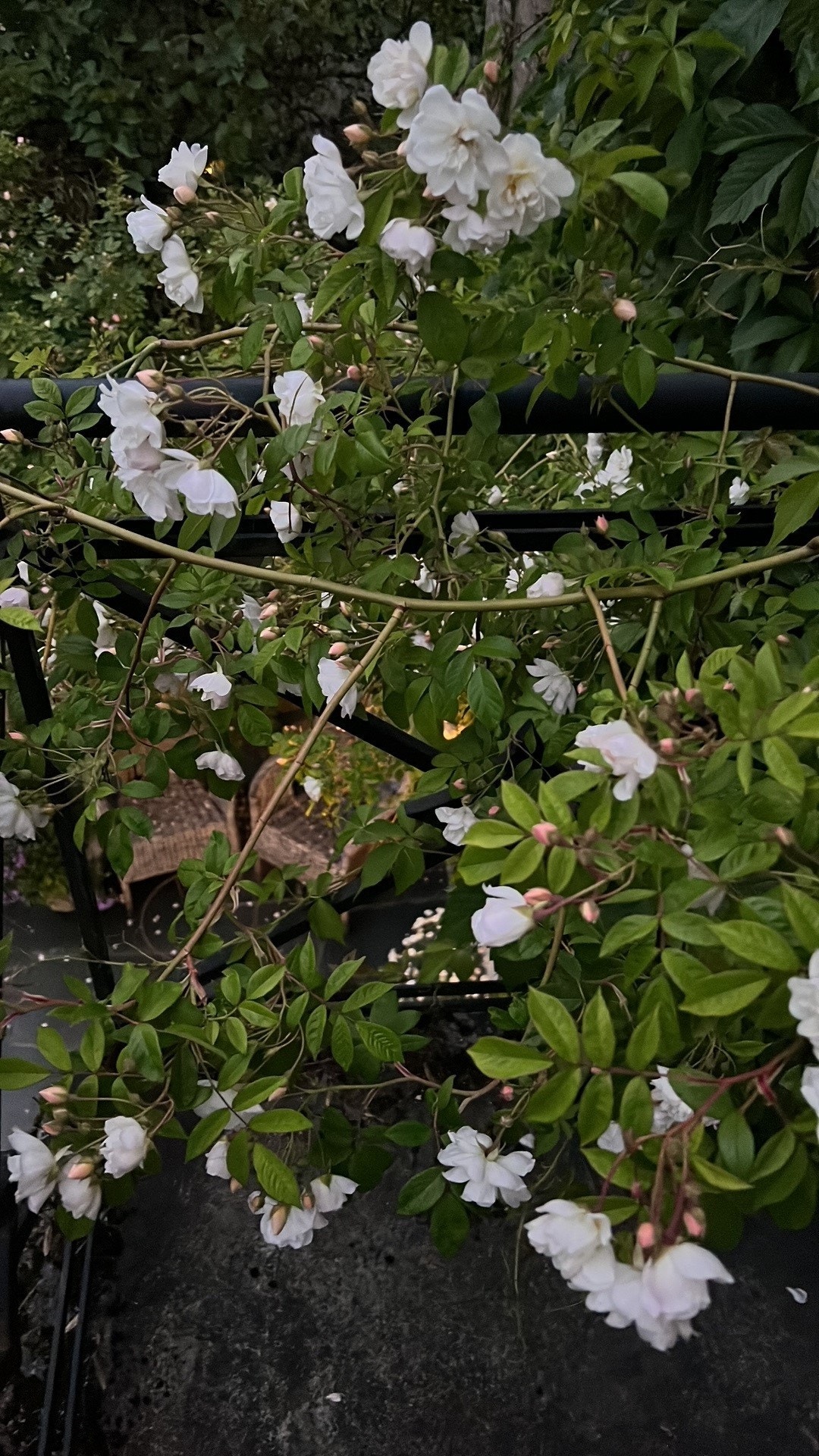 Private bilder fra hagen som har flotte blomsterbed med ulik blomstringstid Galleribilde