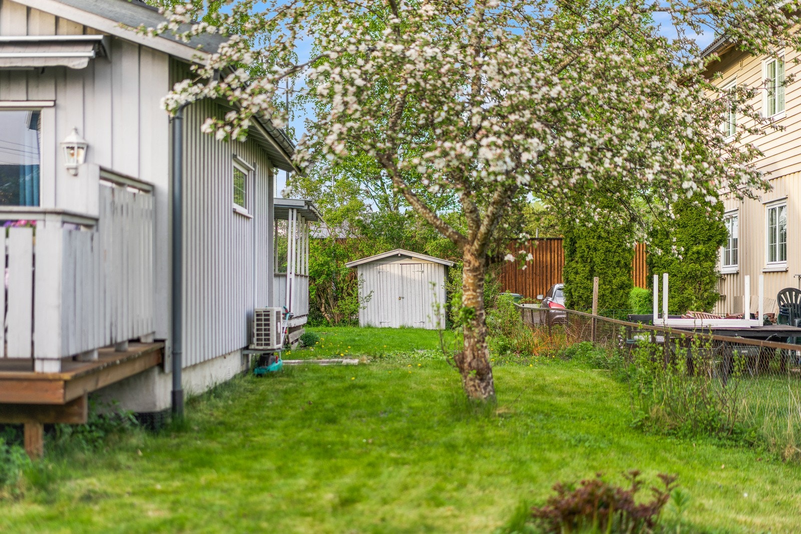 Stor hagedel med gode solforhold Galleribilde