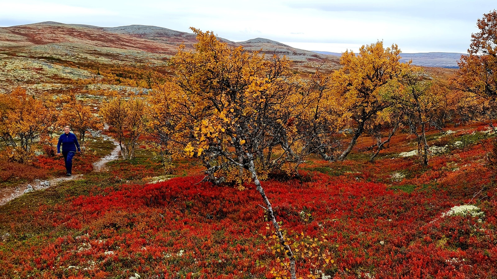 Høsten i Engerdal. Galleribilde