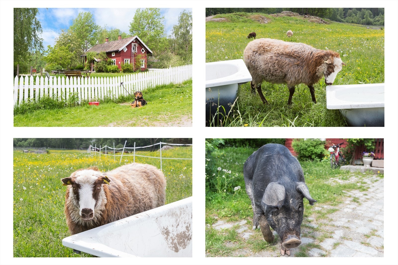 Søndre Aas gård med aktiviteter for både store og små! Galleribilde