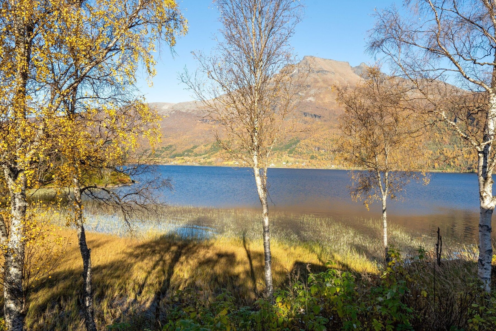 fiske mm. Galleribilde