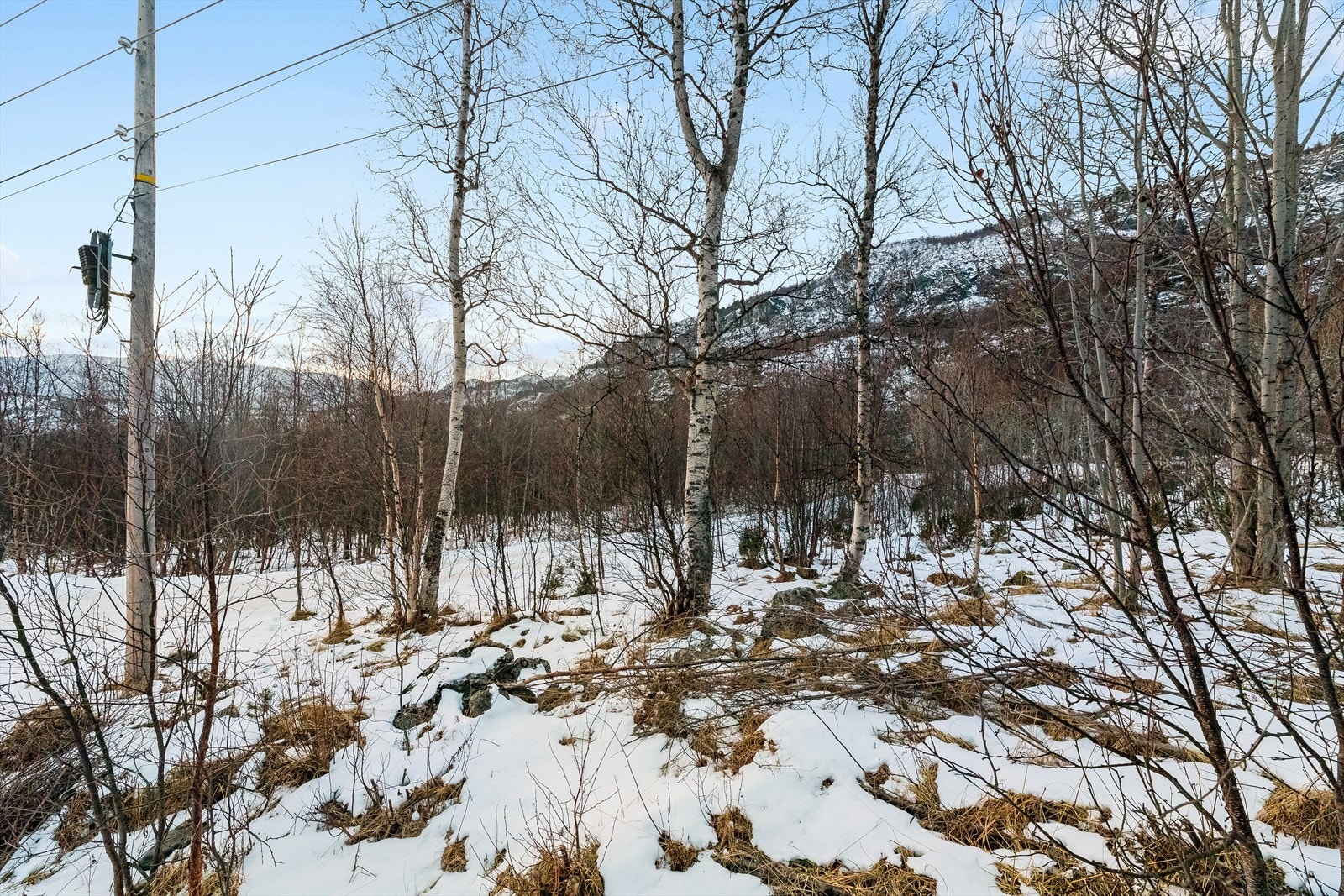 Eiendommen består i dag av skog samt en kraftlinje som går over tomta Galleribilde