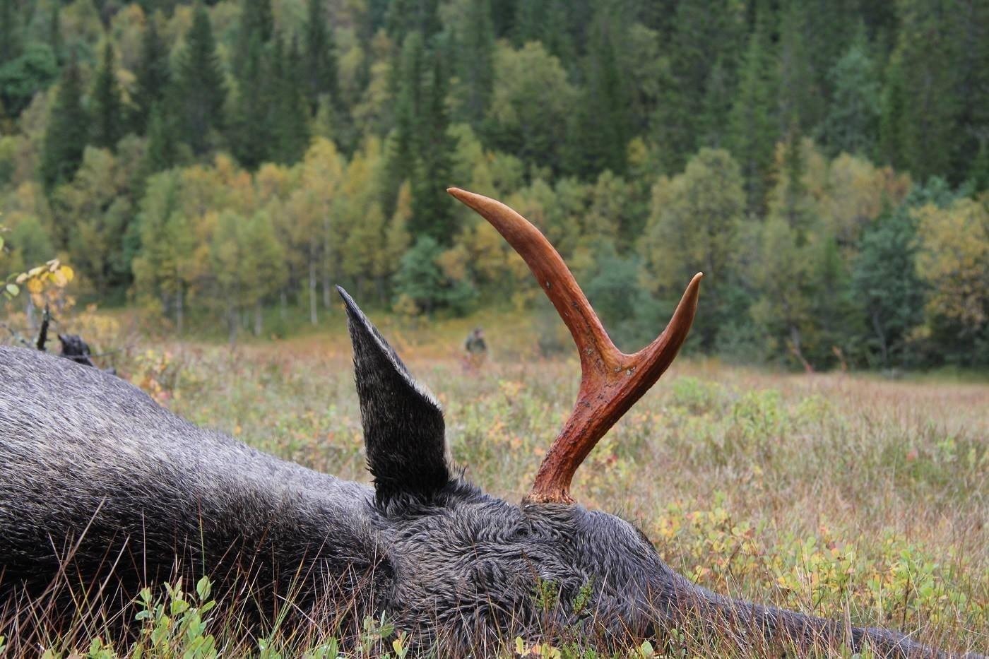 Fine fiske og jaktmuligheter vinter og sommer Galleribilde