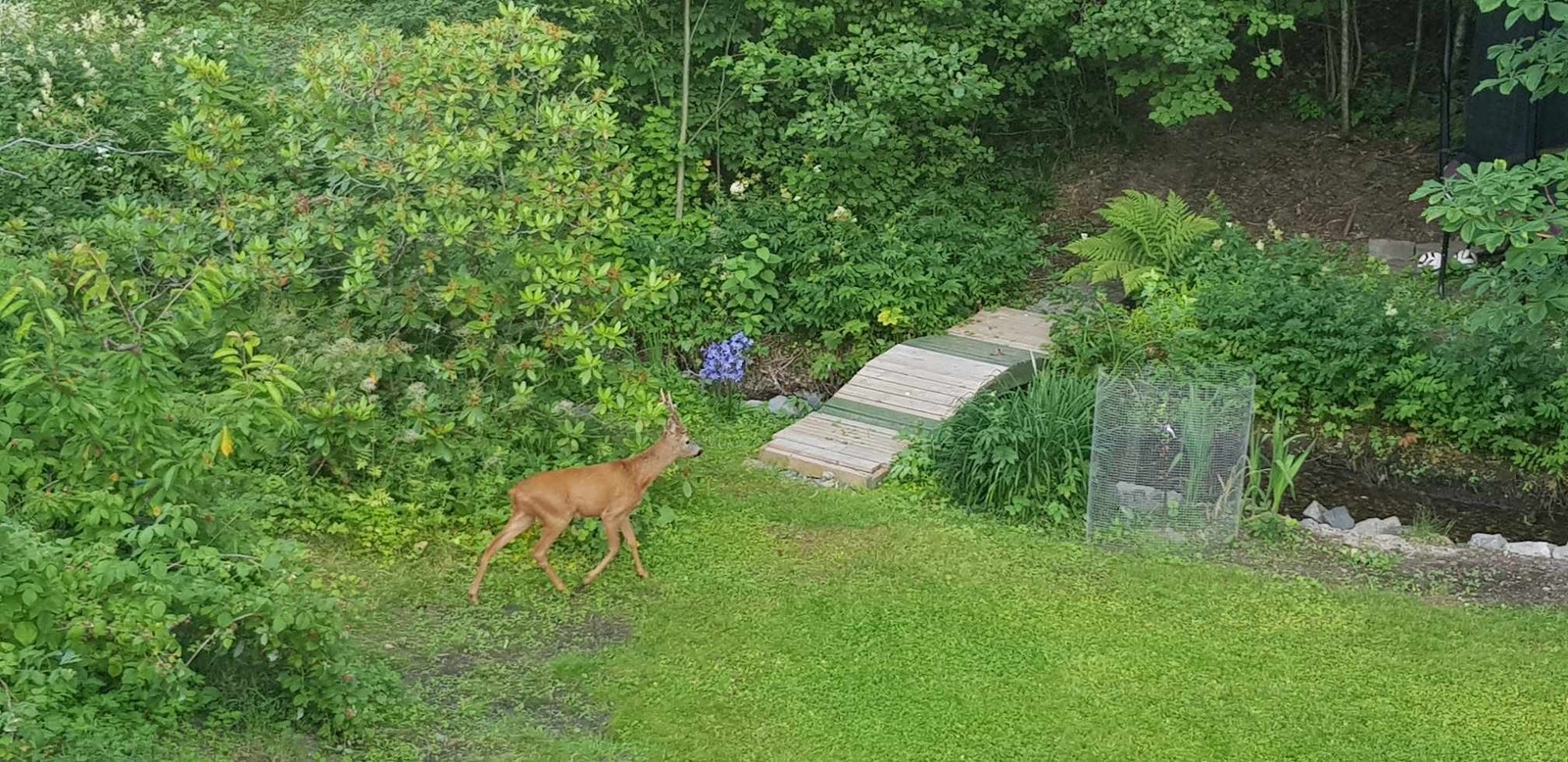 En liten bro over Risbekken gir adgang til marka Galleribilde