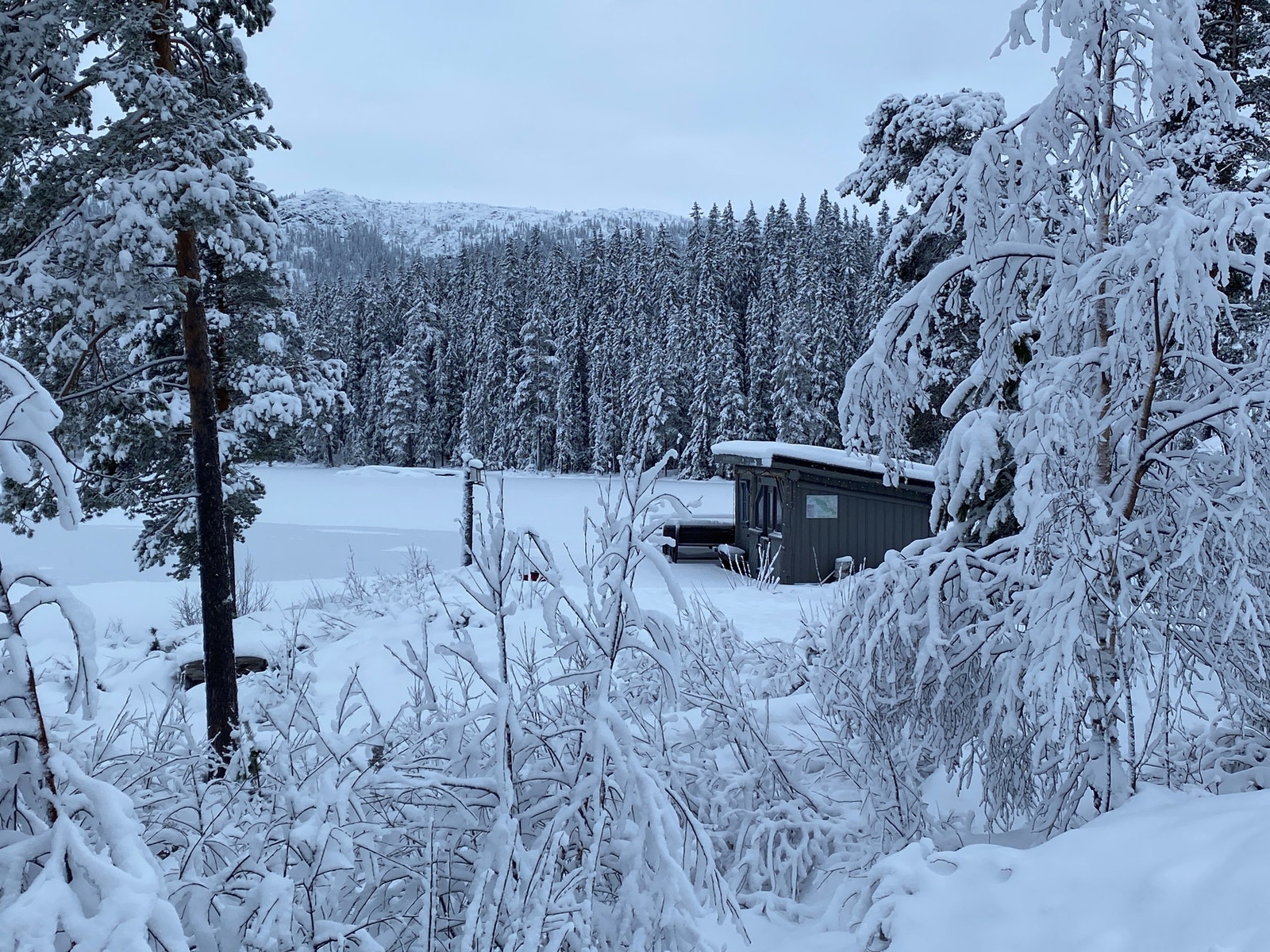 Gapahuk i nærområdet Galleribilde