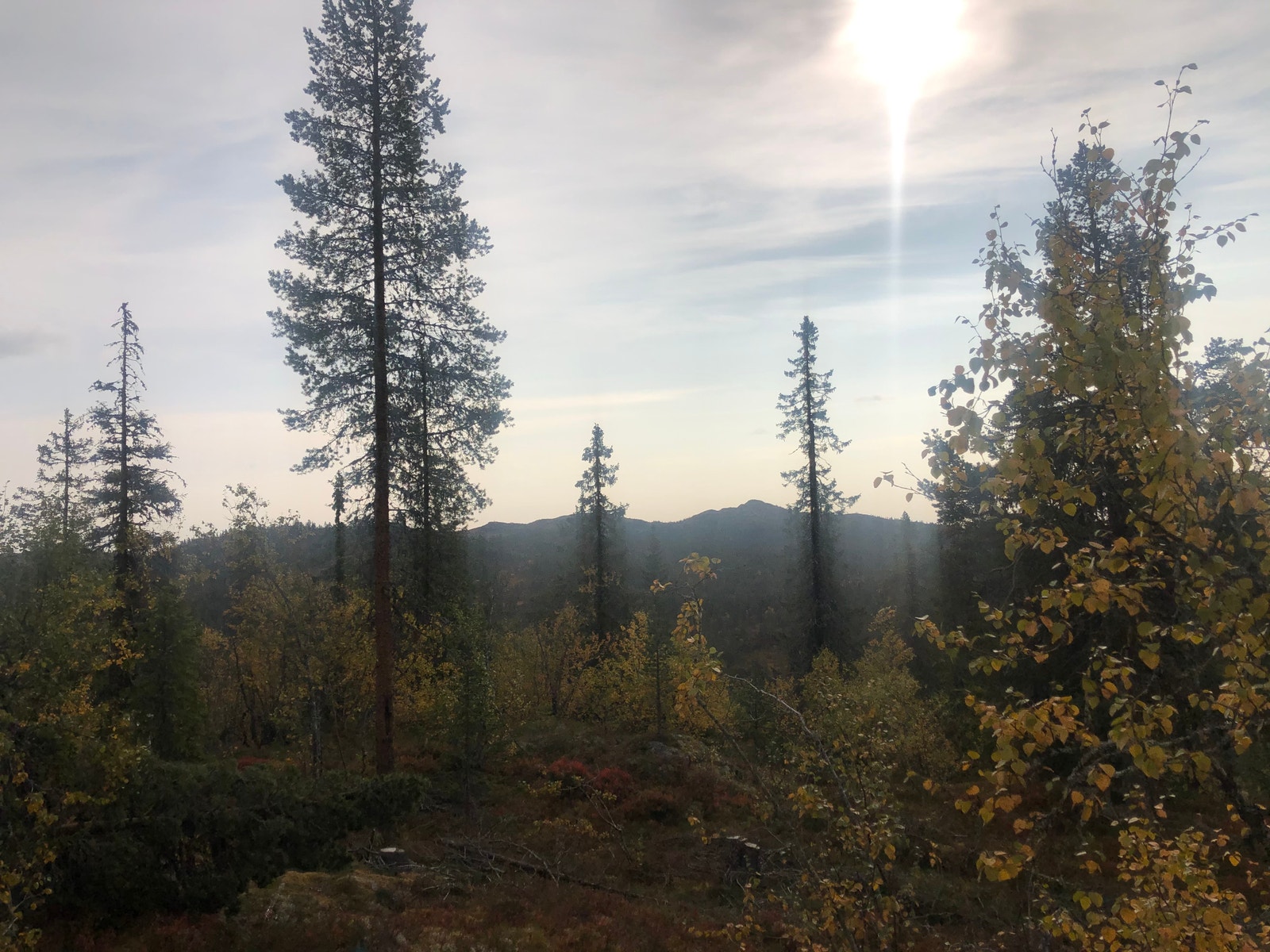 Utsikt fra tomta Galleribilde