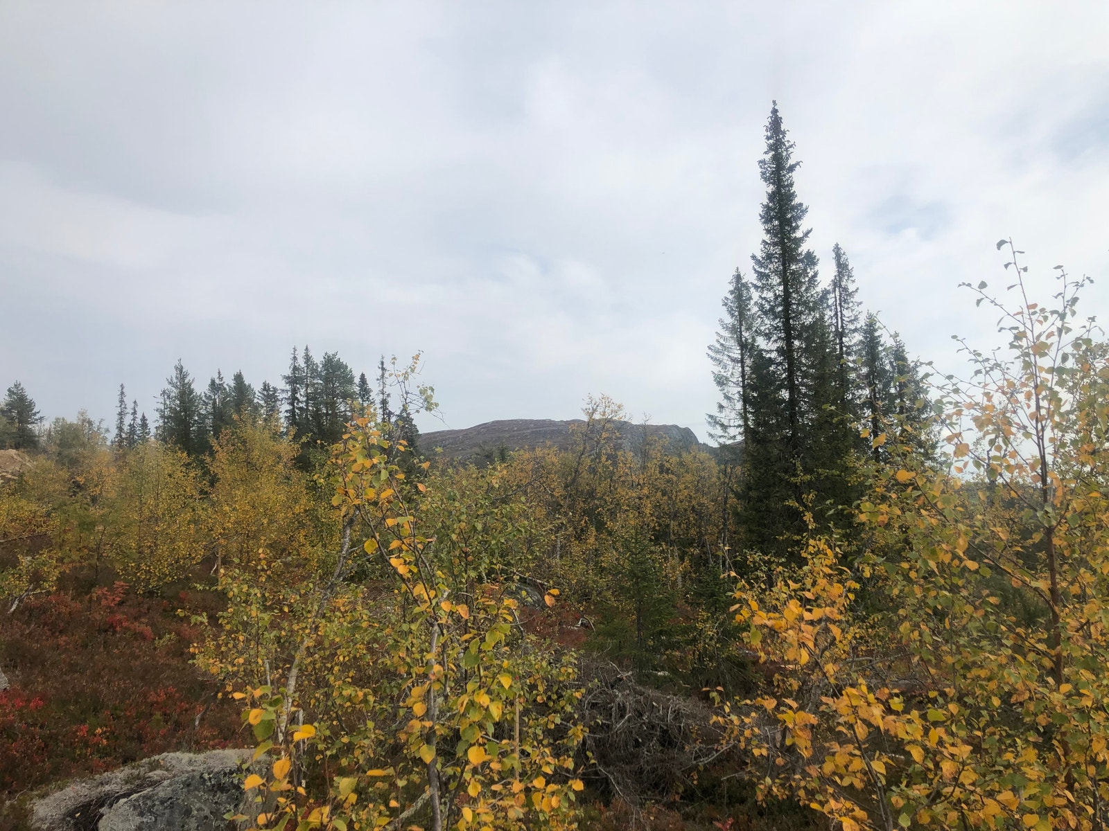 Utsikt fra tomta Galleribilde