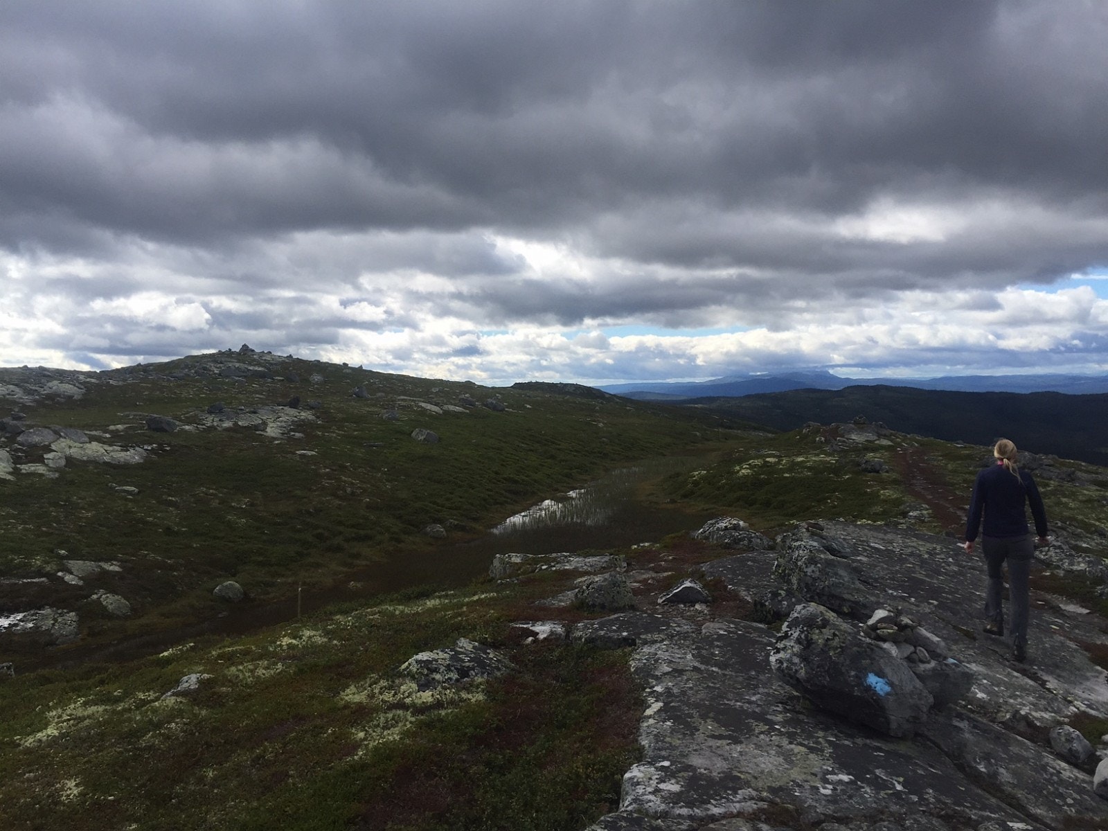 Turterreng Galleribilde