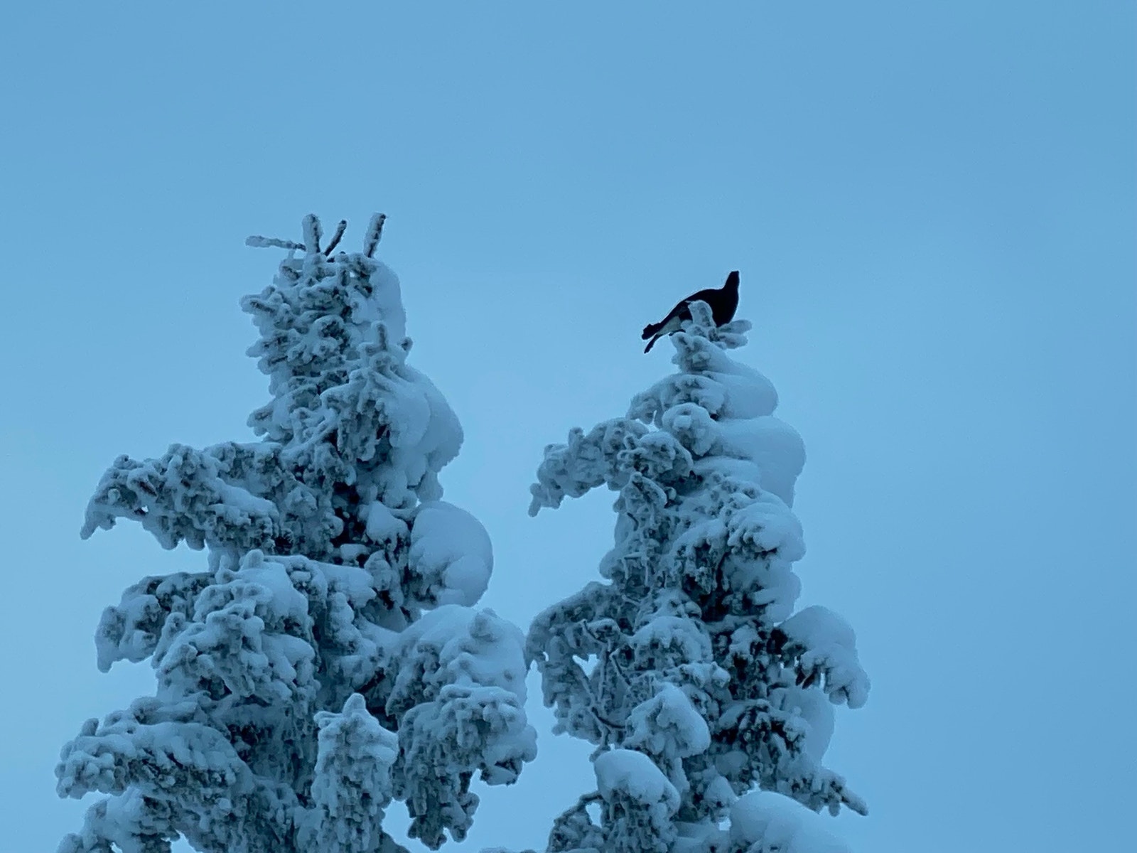 Rikt fugleliv i området. Galleribilde