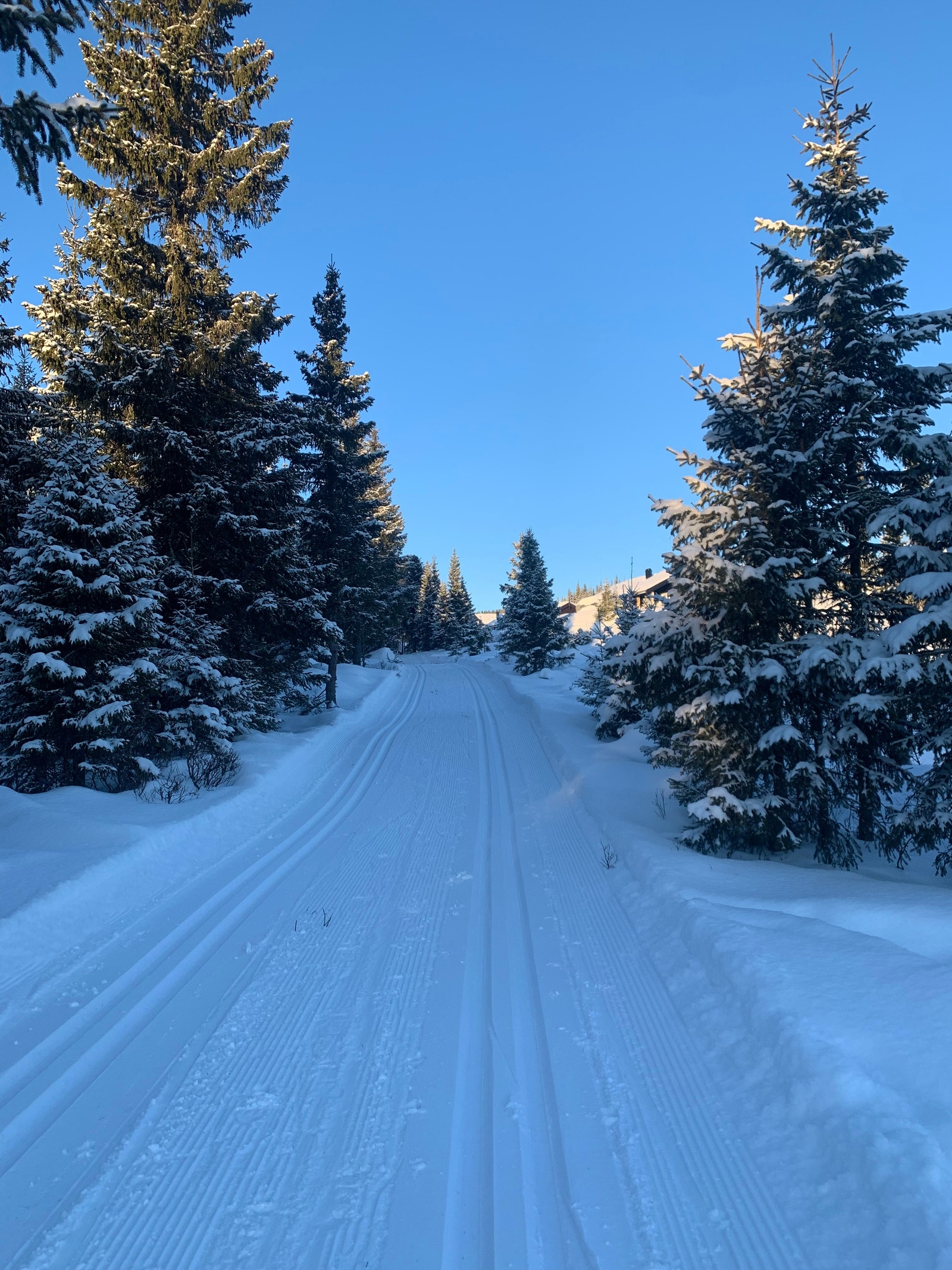 Skiløypene rett ved hytta Galleribilde