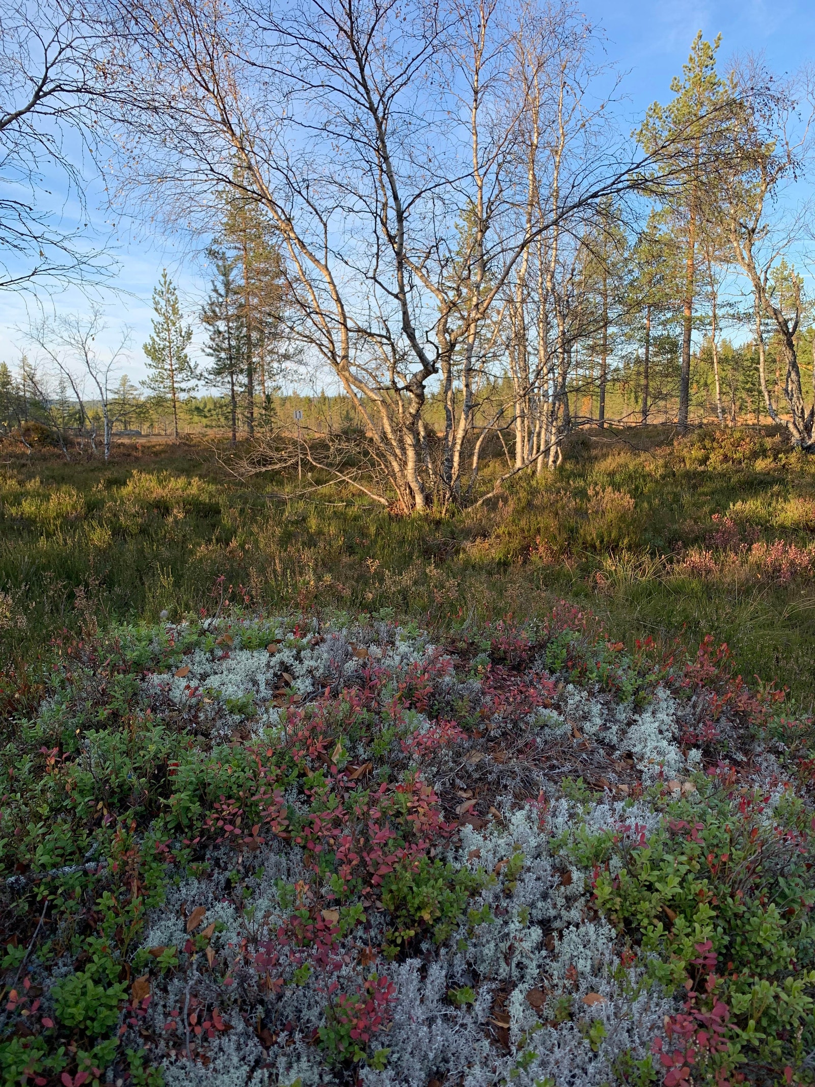 Nr 11 på Birte hyttefelt Galleribilde