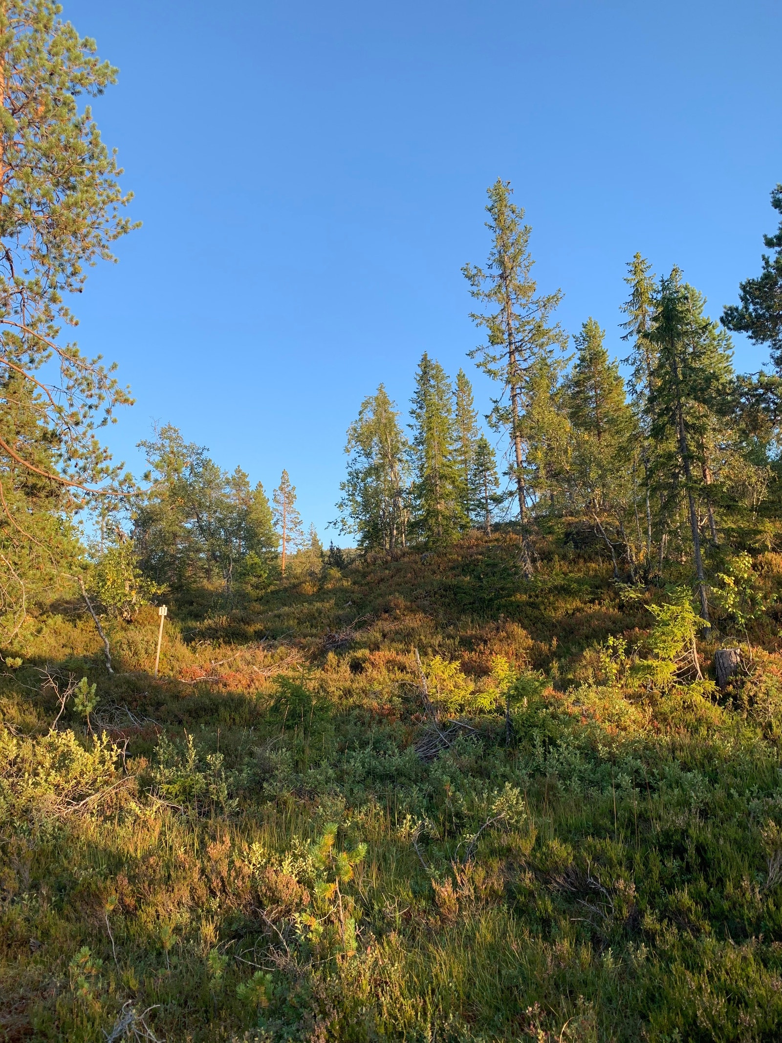 Nr 11 på Fisketjønn hyttefelt Galleribilde