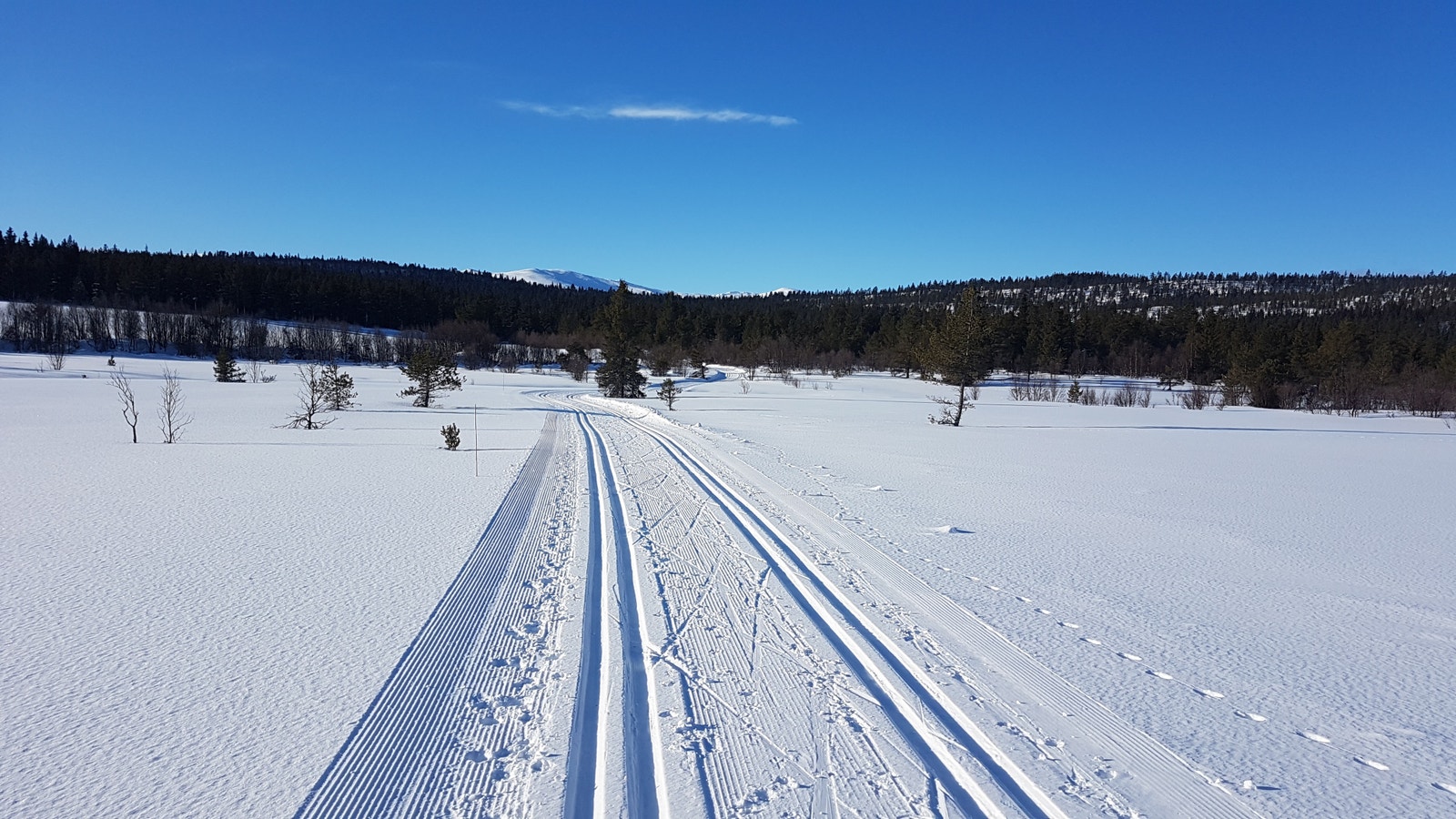 Flotte skiløyper Galleribilde