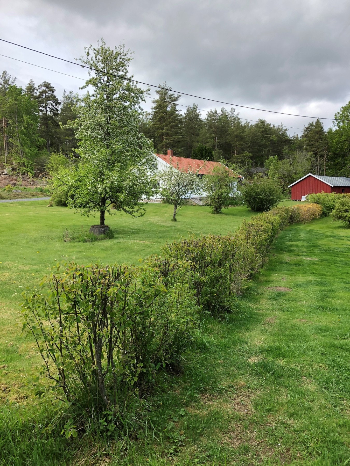 Privat bilde - Sommer. Galleribilde