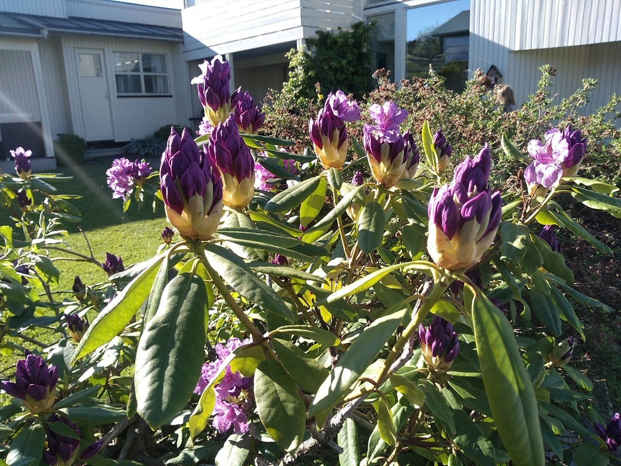 sommerbilder Galleribilde