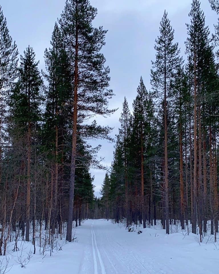 Oppkjørte skiløyper i nærheten av hyttefeltet. Galleribilde