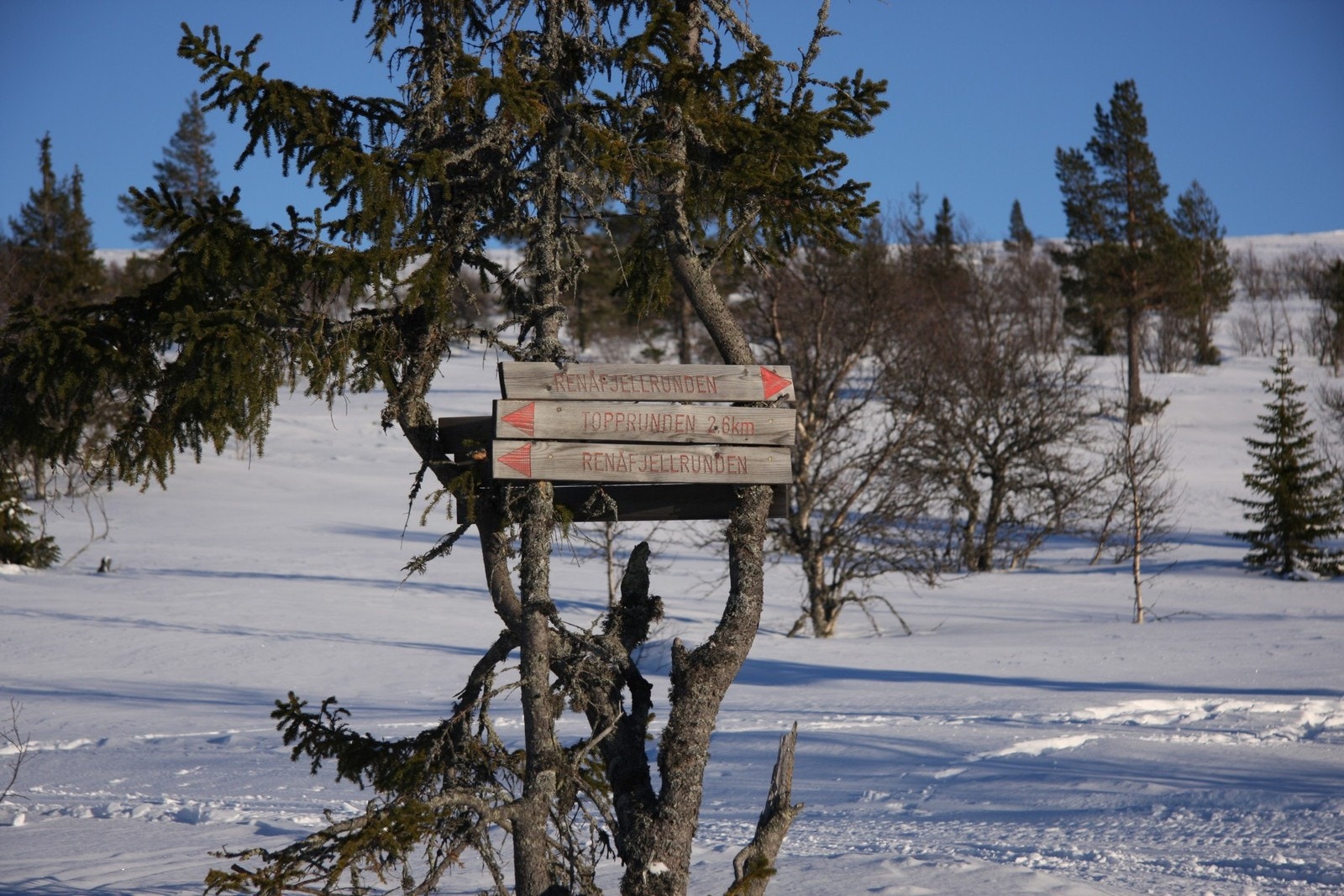 Oppmerkede skiløyper Galleribilde