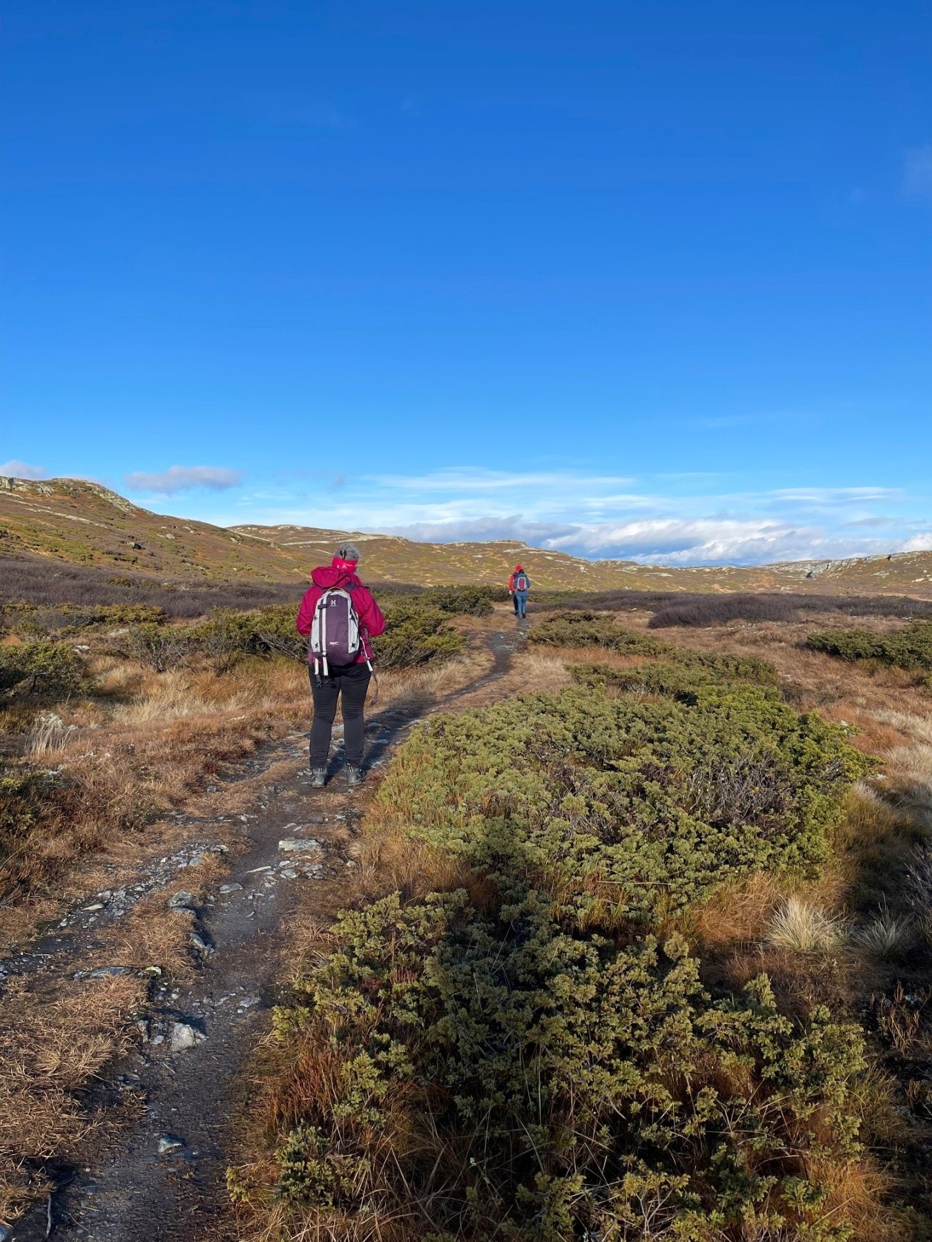 Flott turterreng sommer som vinter - her på vei mot Gråkampen Galleribilde
