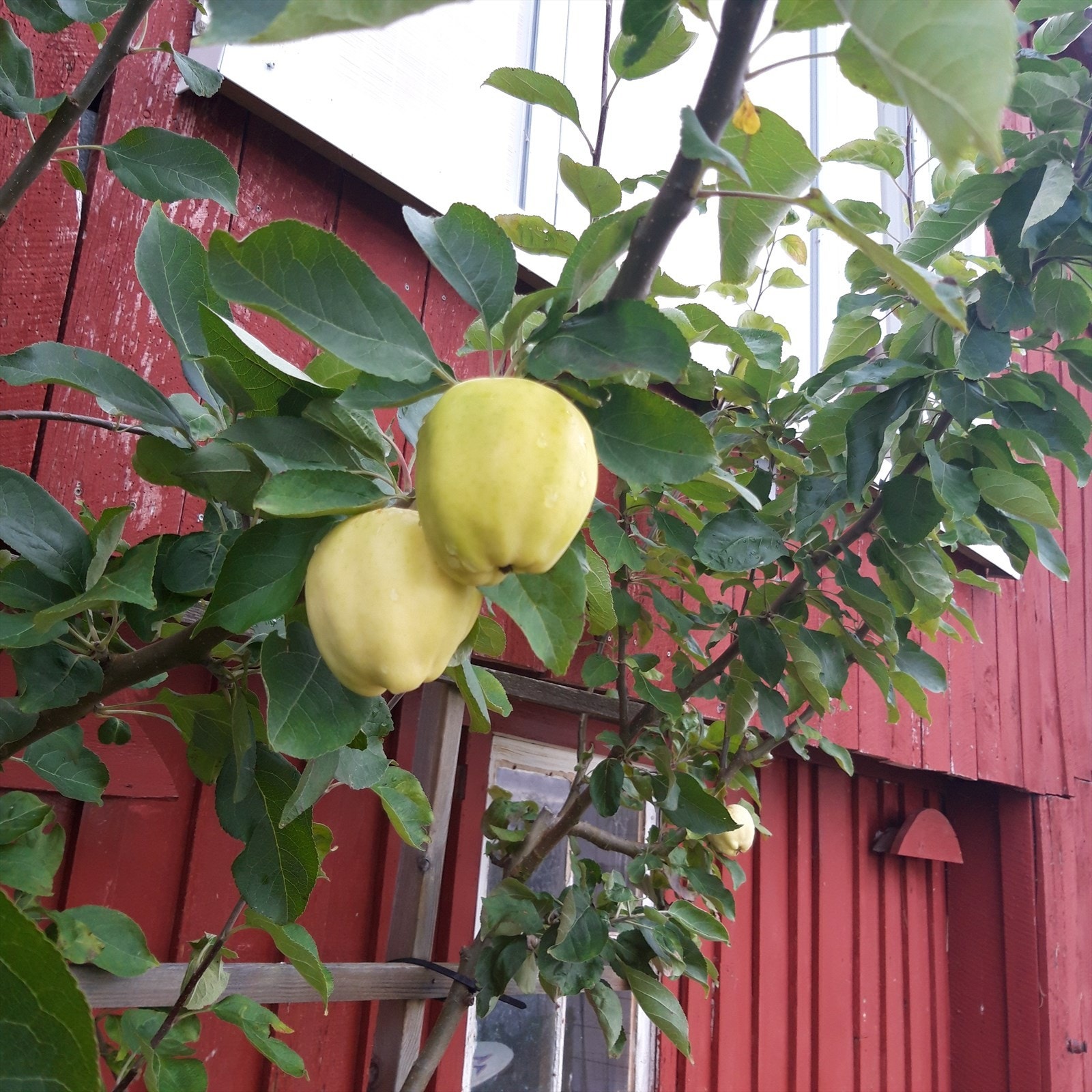 Detaljbilde Galleribilde