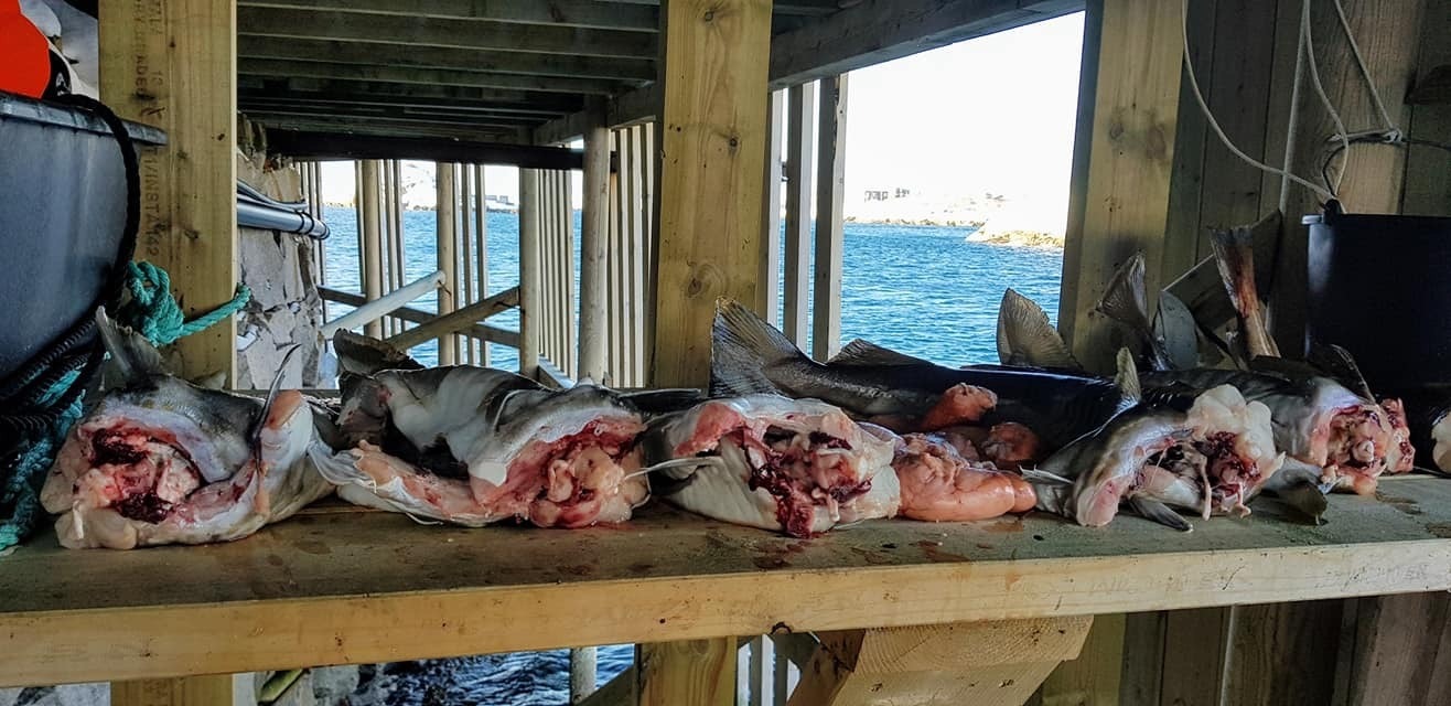 Enkelt å filetere fisken på brygga Galleribilde