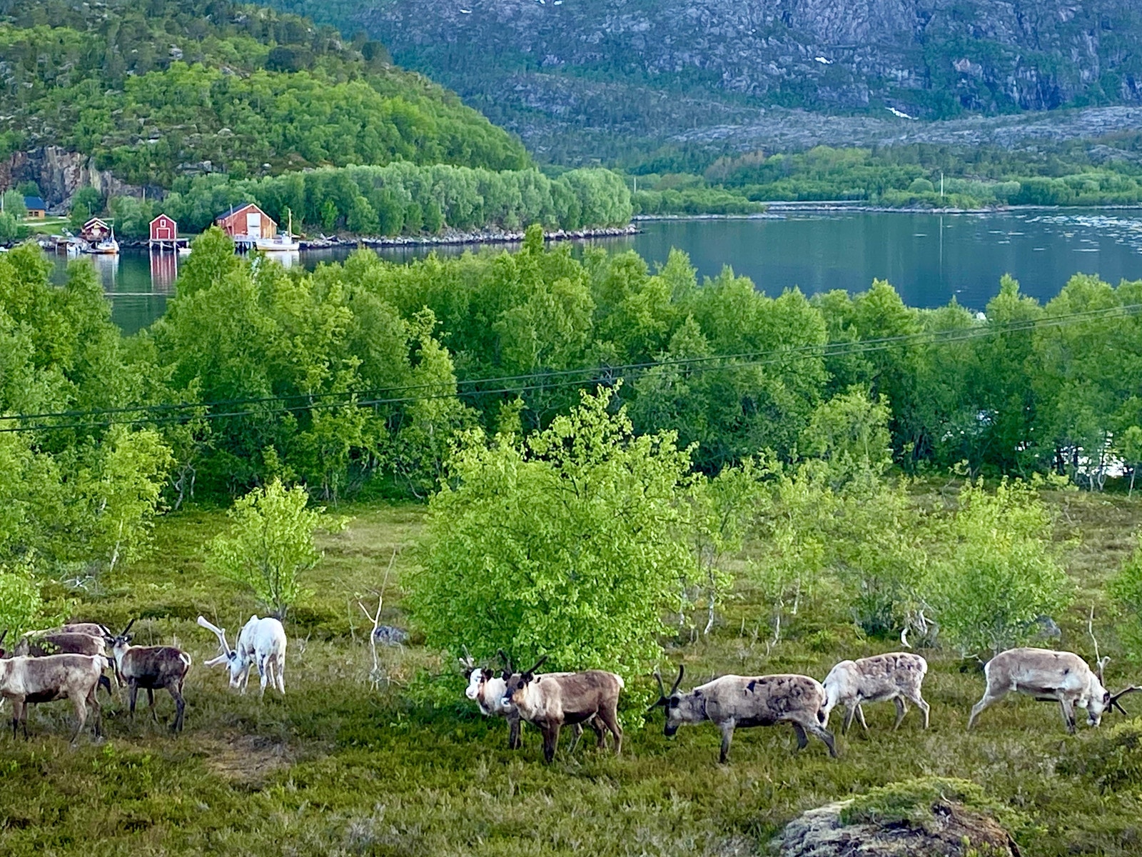 Rein utenfor hytta Galleribilde