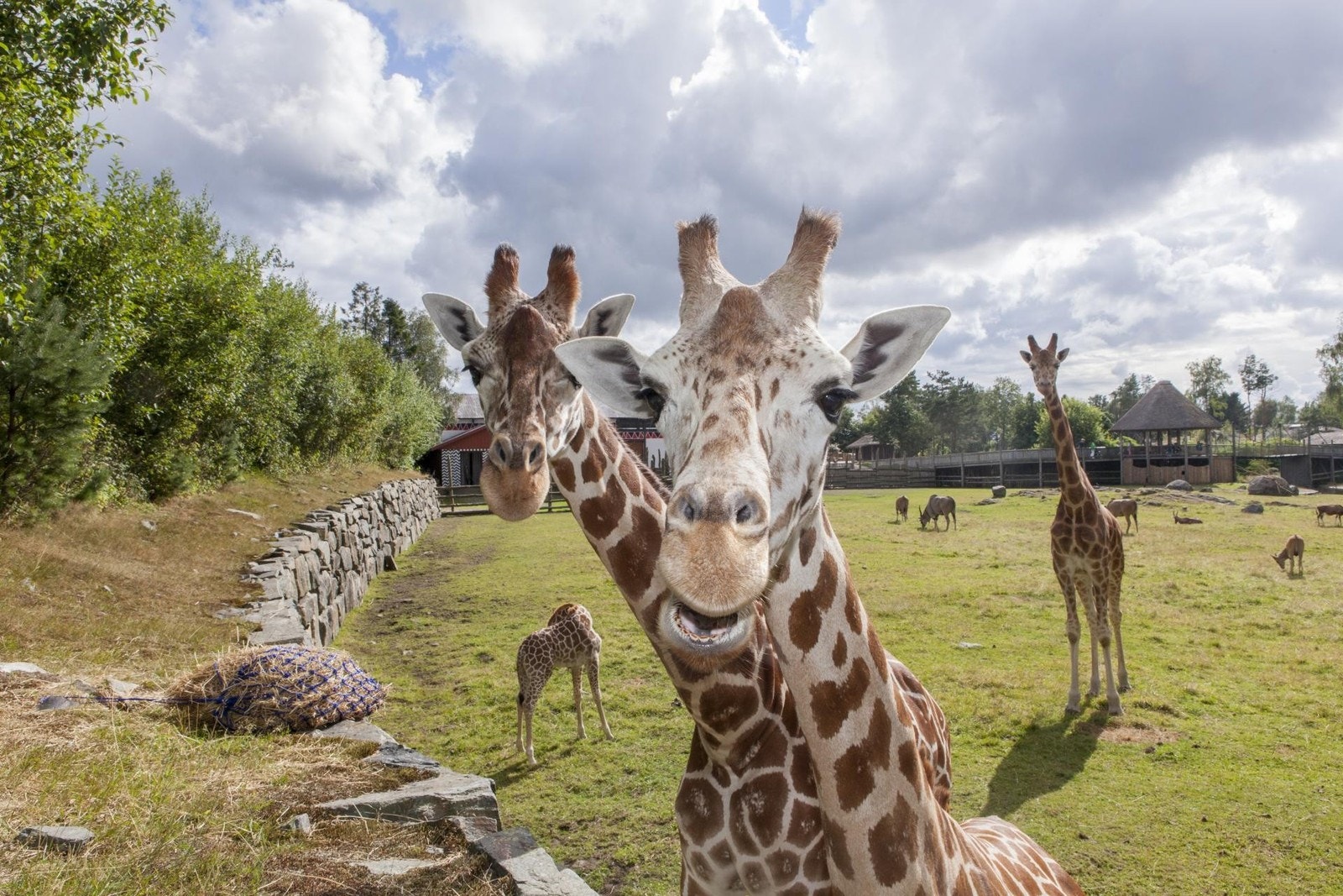 Dyreparken i Kristiansand ligger kun 1 time unna hytten Galleribilde