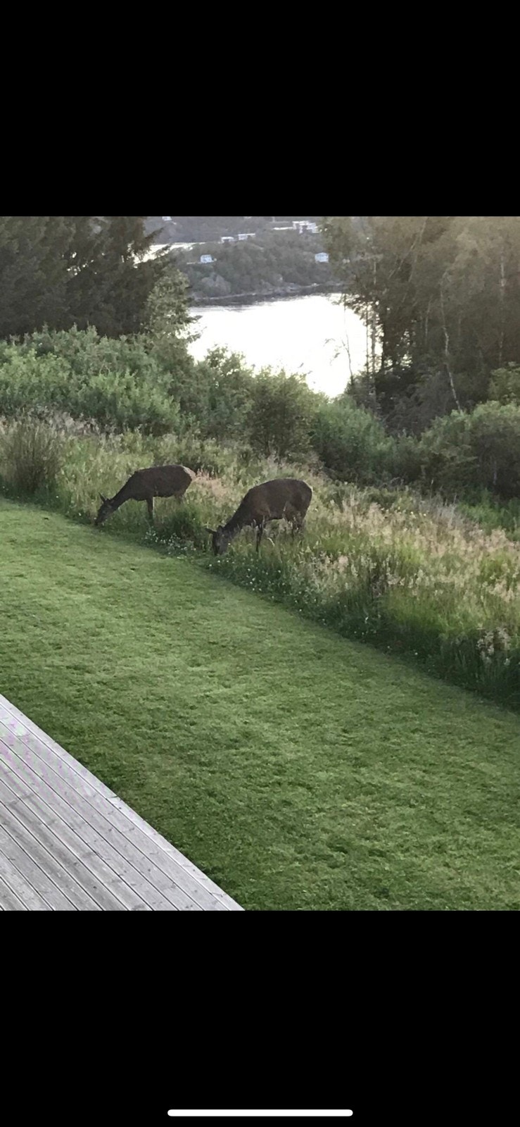 Plen i forkant av terrasse Galleribilde