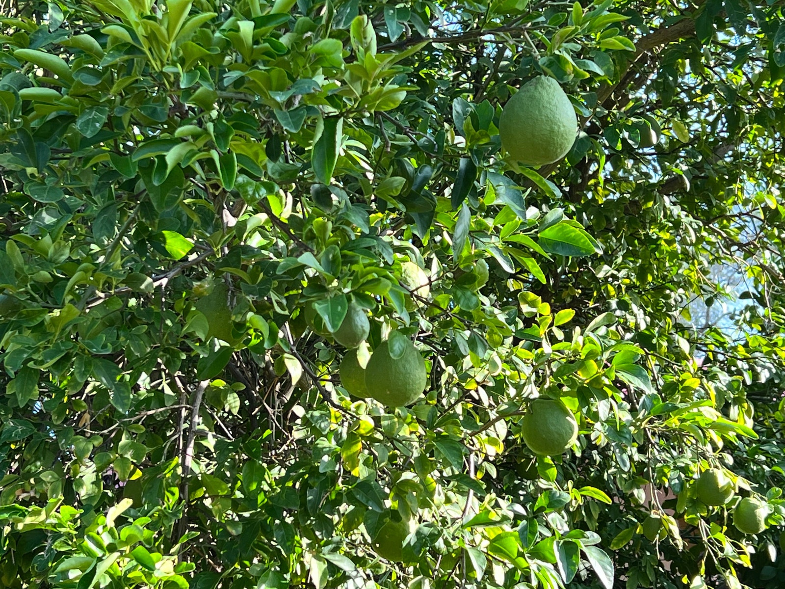 Citrus trær Galleribilde