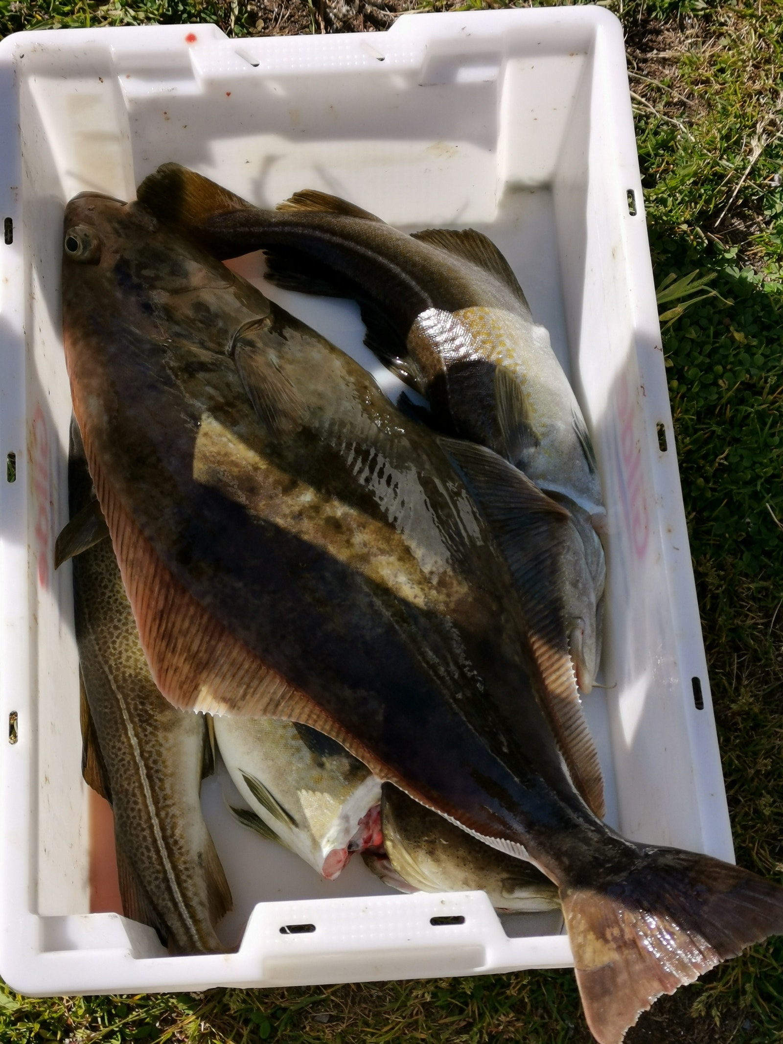 Fangst tatt rett utenfor hytta Galleribilde