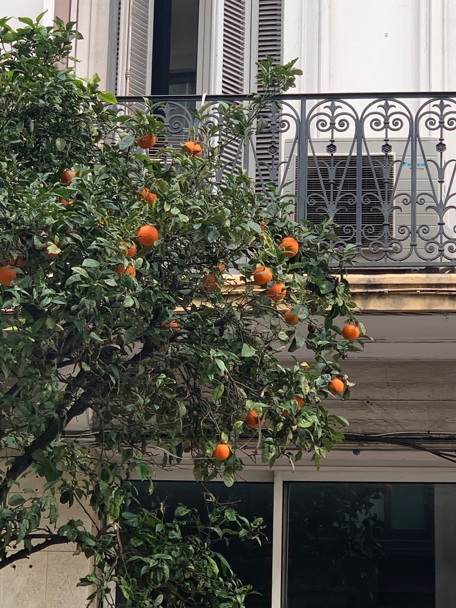 Appelsintrær plantet nedover i gata vår, Rue Georges Clemenceau Galleribilde