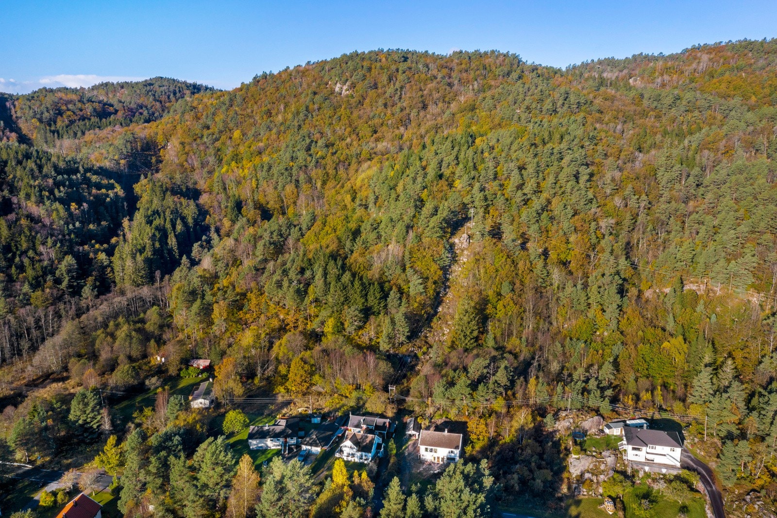 Oversikt over del av skogen Galleribilde