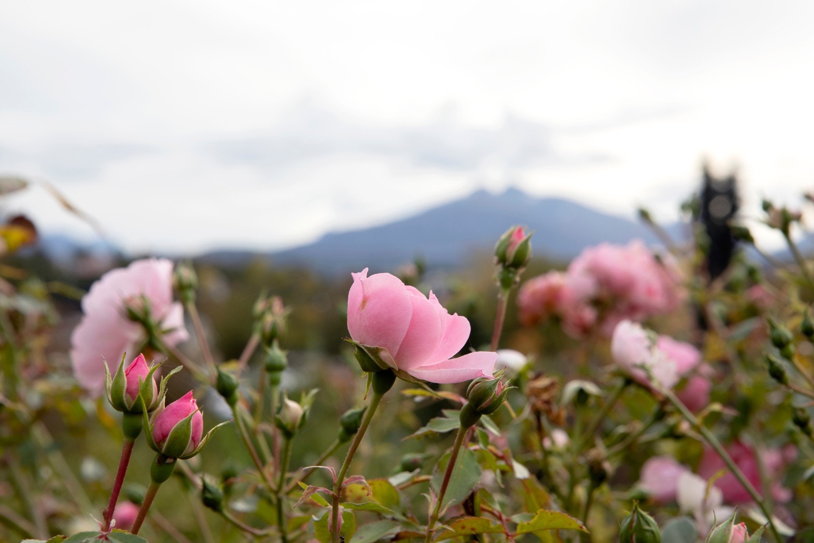 Store deler av eiendommen er fint beplantet med buskevekster. Galleribilde