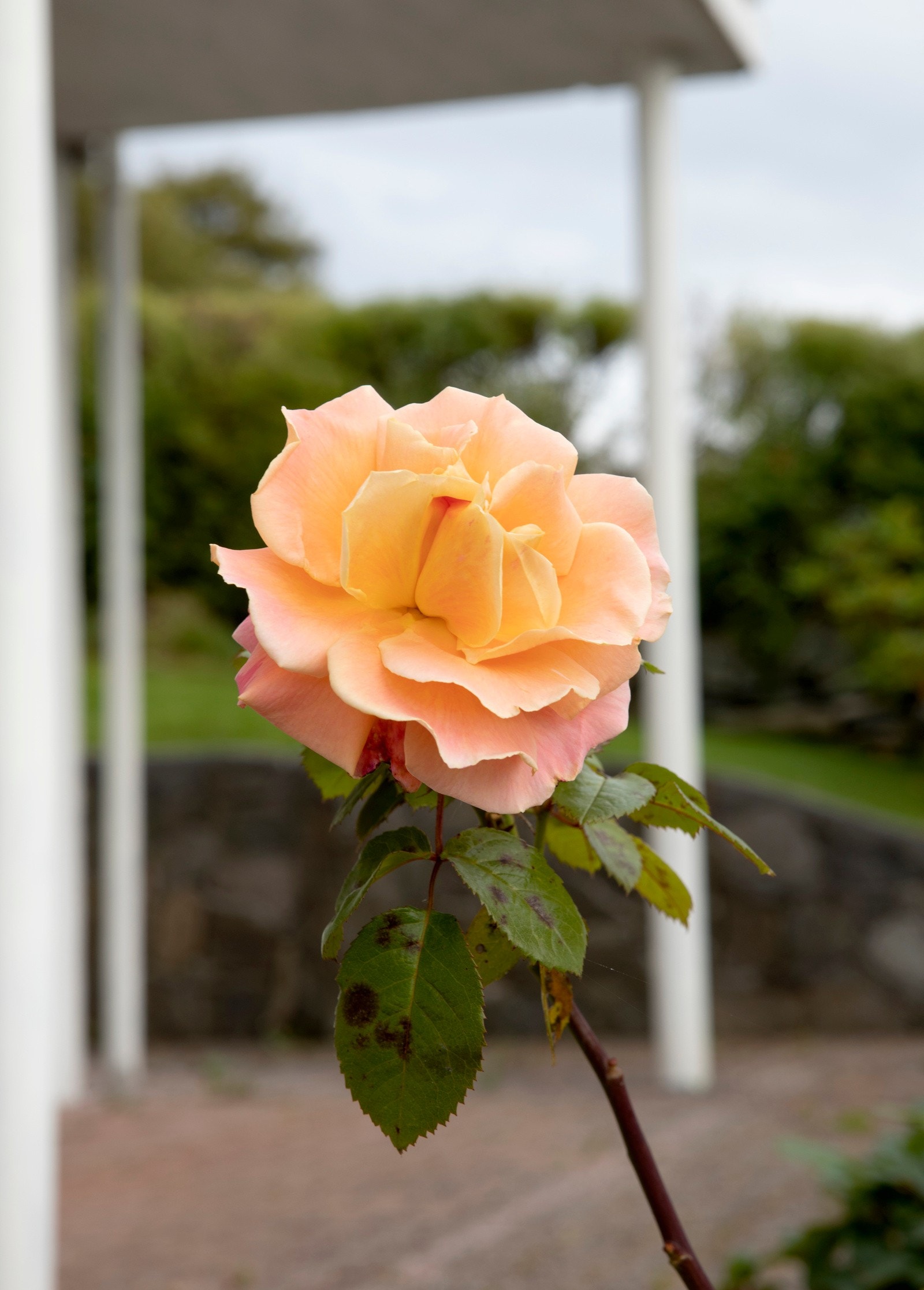 Nydelige farger som gjør det deilig og behagelig å komme hjem. Galleribilde