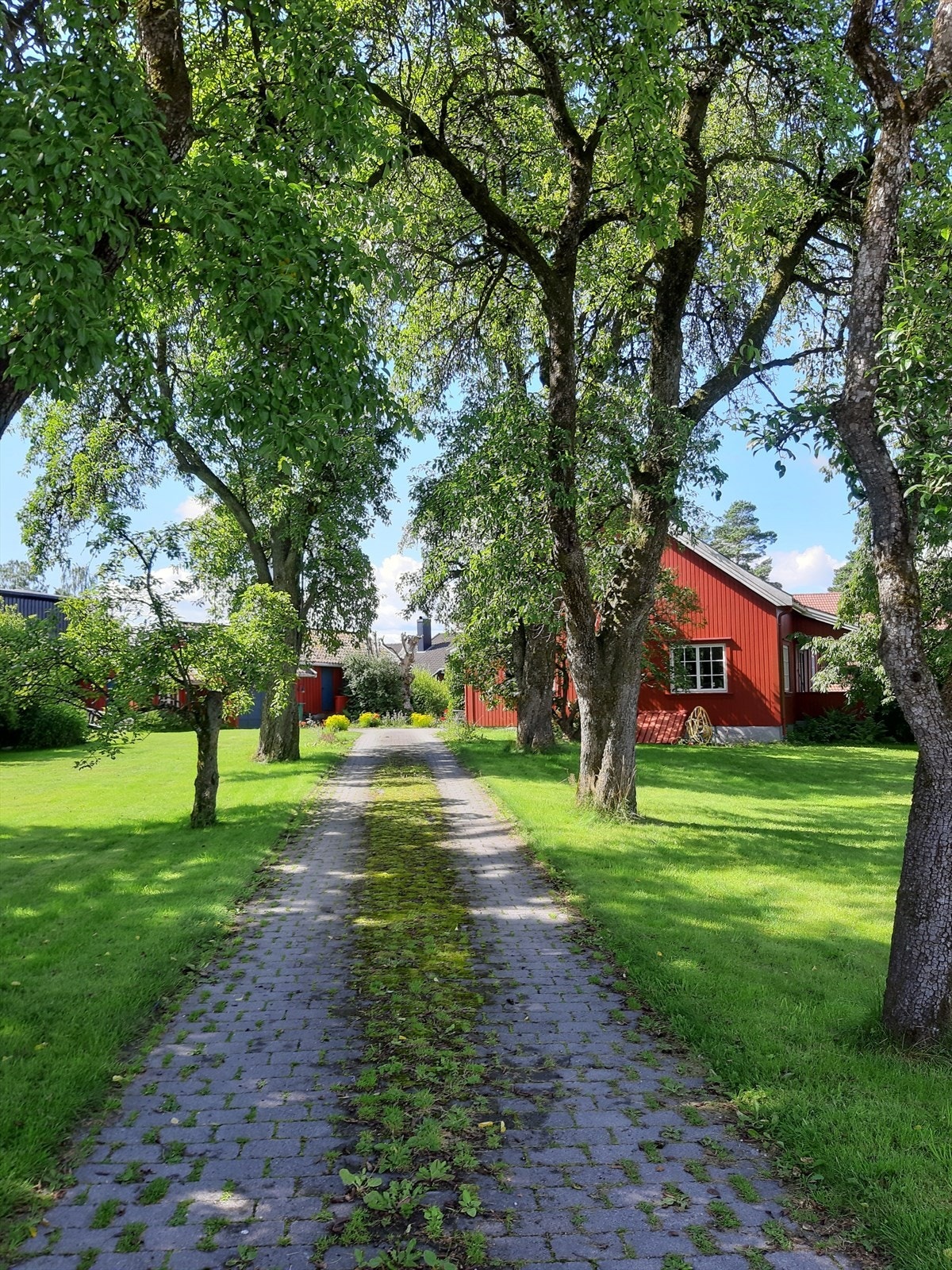 Selgers sommerbilder. Galleribilde