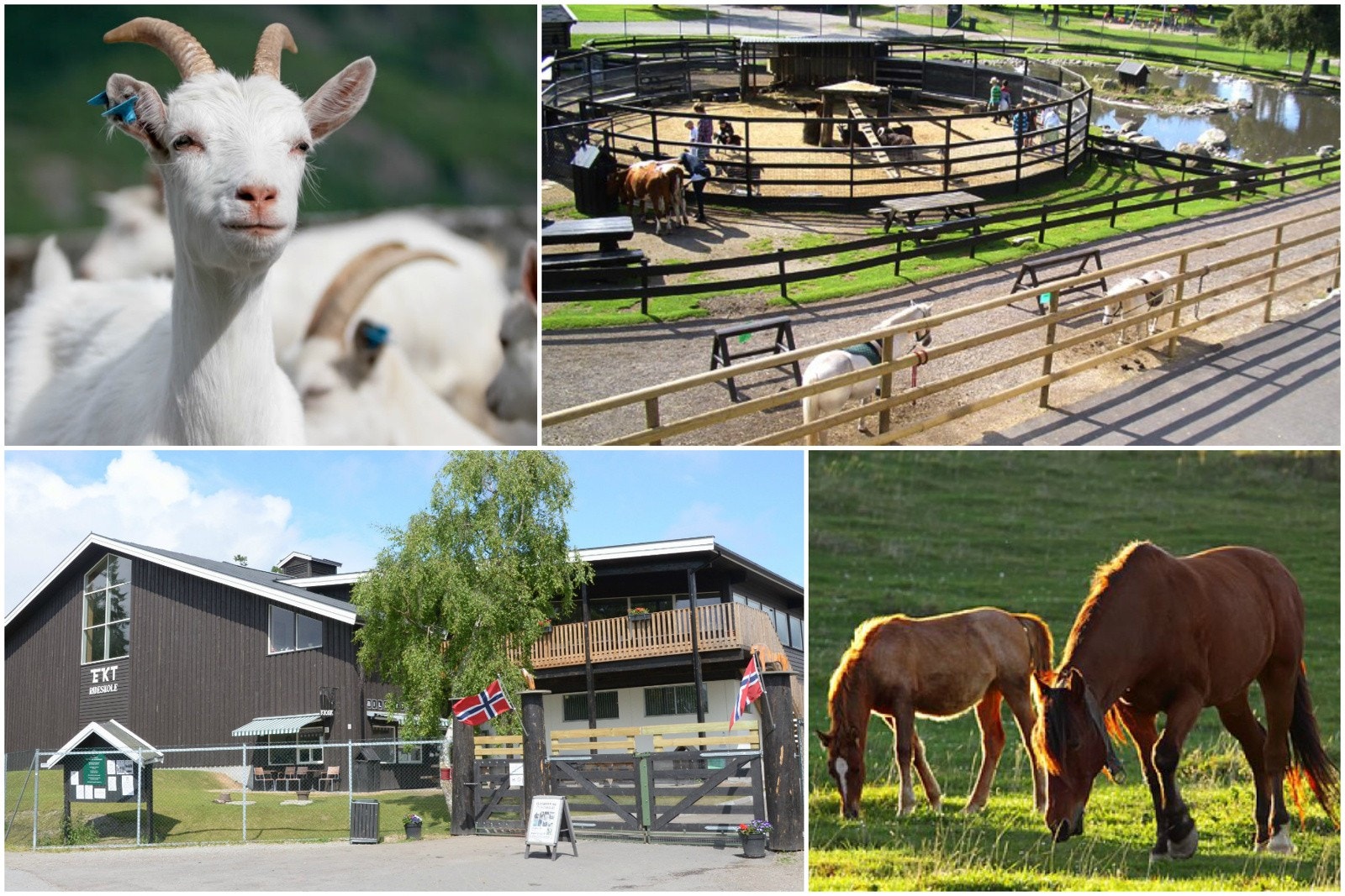 Ekeberg Rideskole og Husdyrpark er ett ypperlig sted å nyte lørdagen i godt selskap. Galleribilde