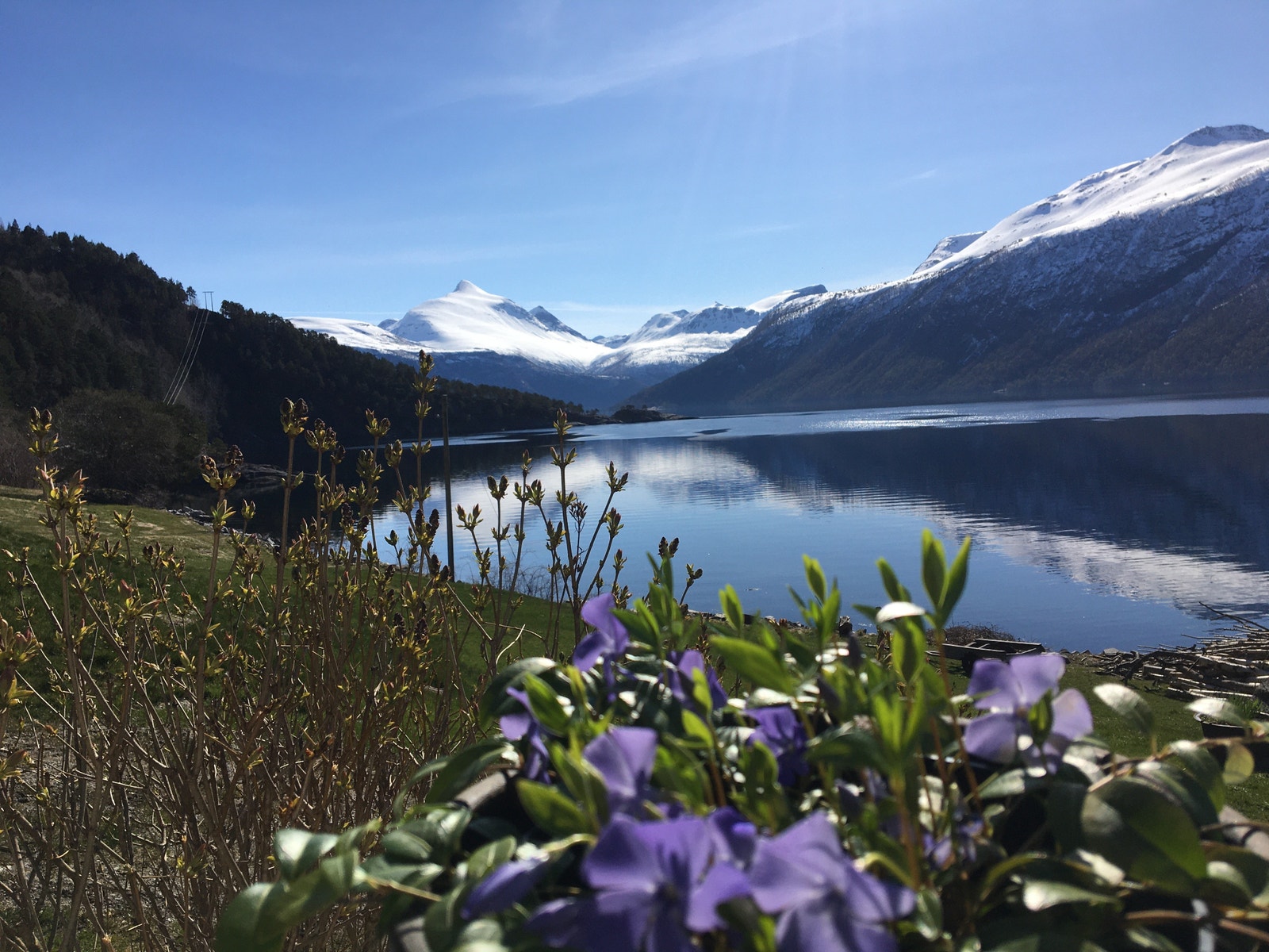 Utsikt nede ved fjorden Galleribilde