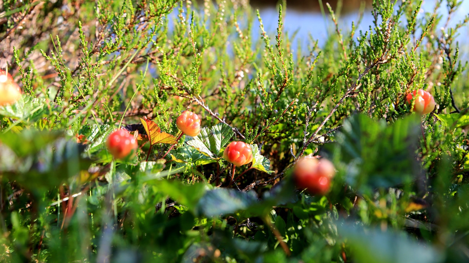 Nærområde Galleribilde