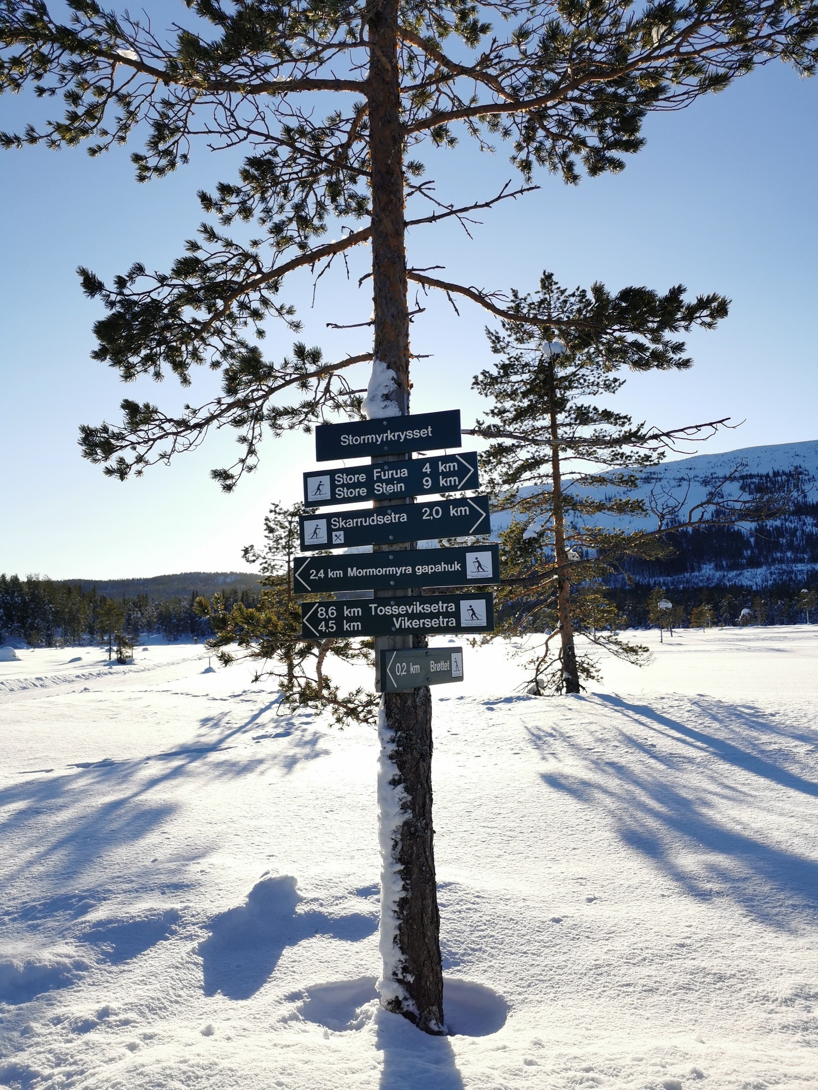 Det er milevis med skiløyper på Vikerfjell og løypene holder høy standard. Galleribilde